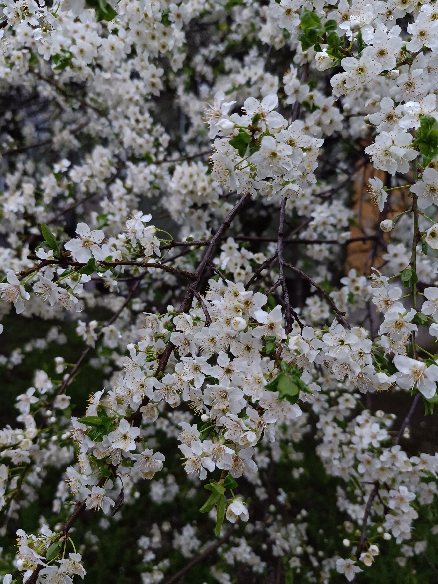 Spring blossoms and urban path scenes captured in Pleven