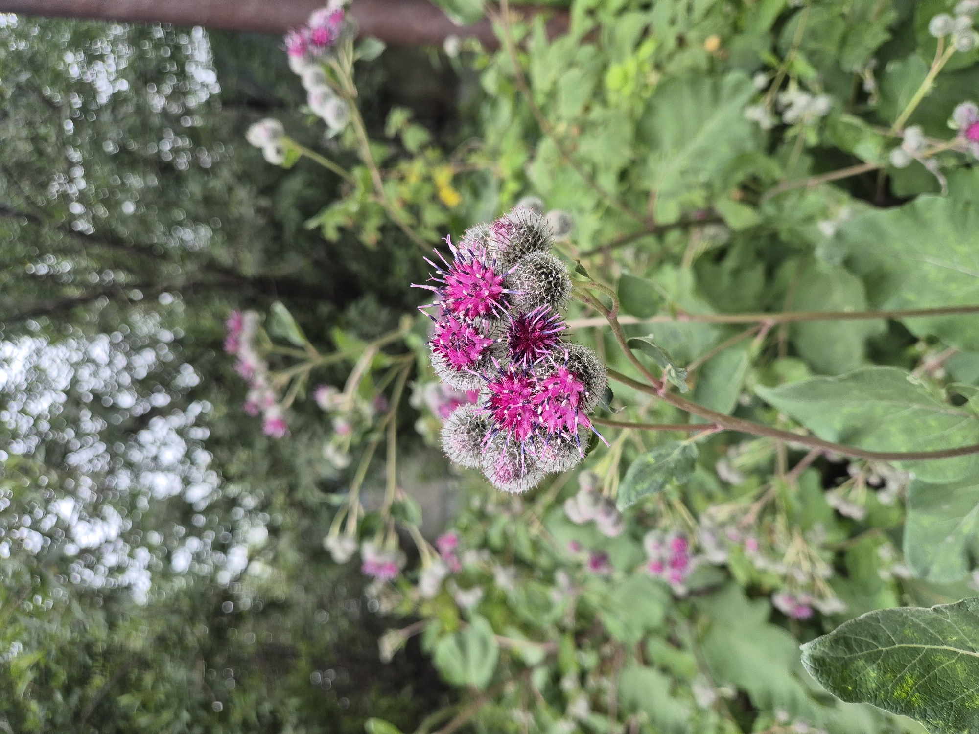 Wildflowers in bloom, Nizhnevartovsk summer