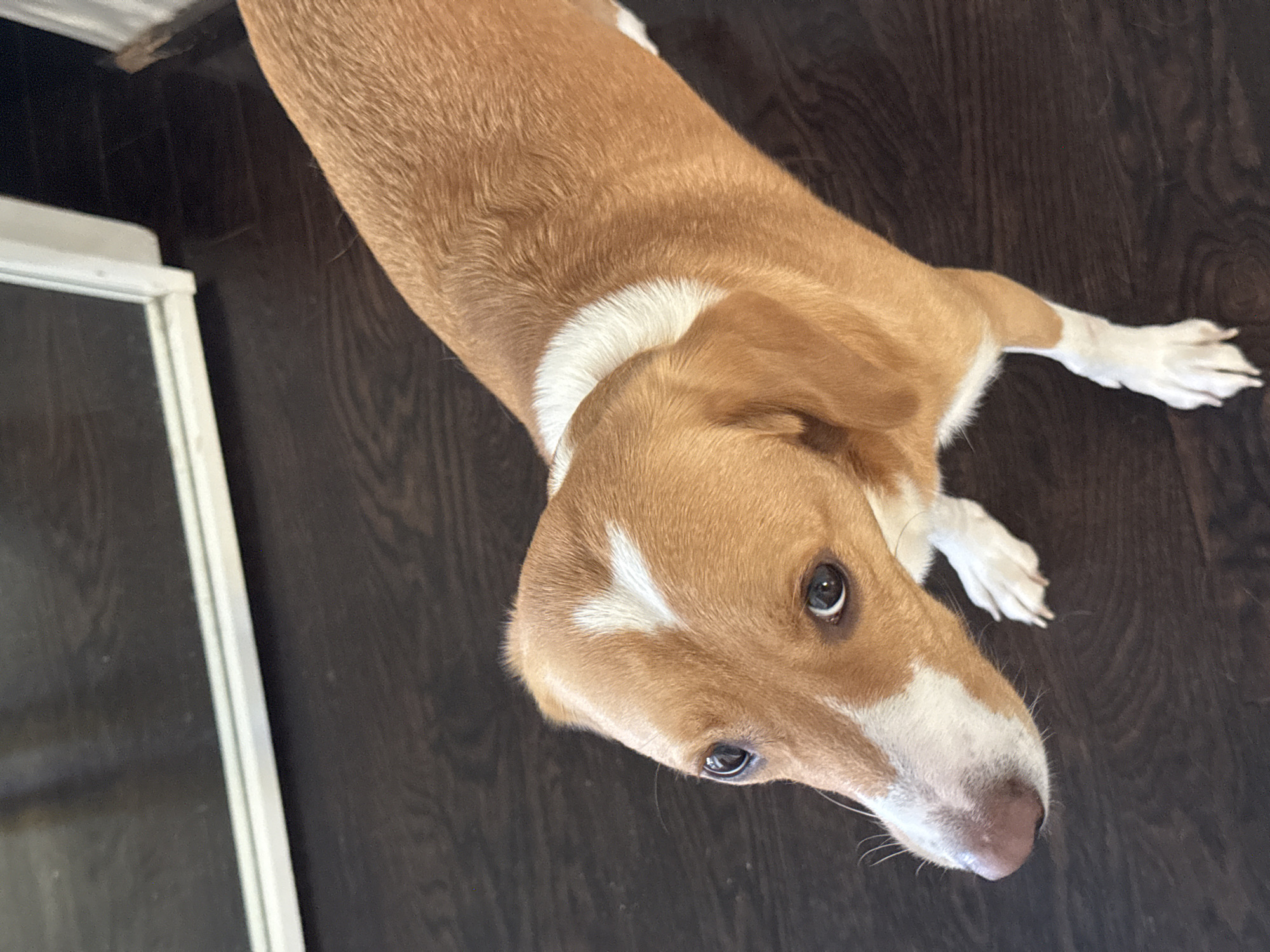 Dog rests on wooden floor in Sofia
