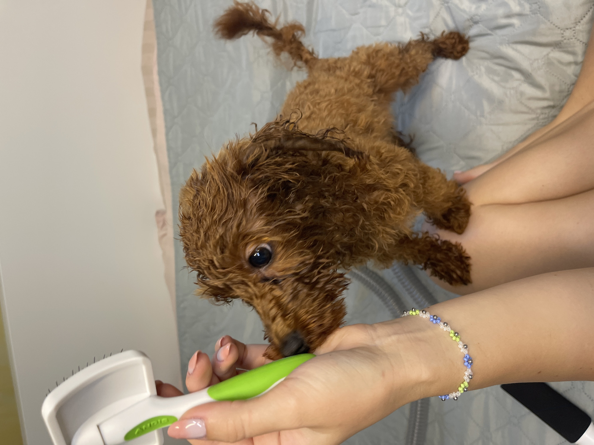 Morning routine with poodle puppy documented in Sofia