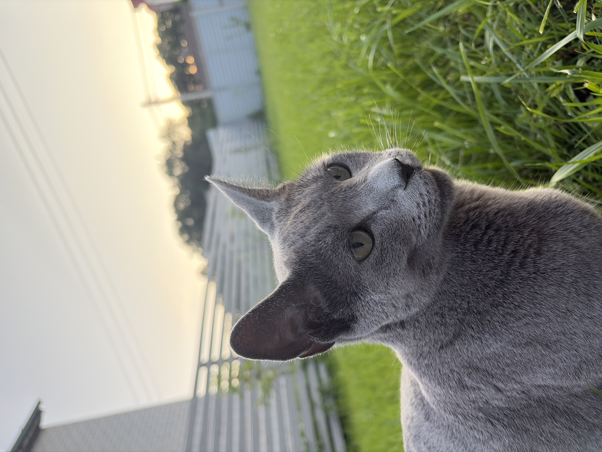 Russian Blue cat photographed from multiple angles in a backyard