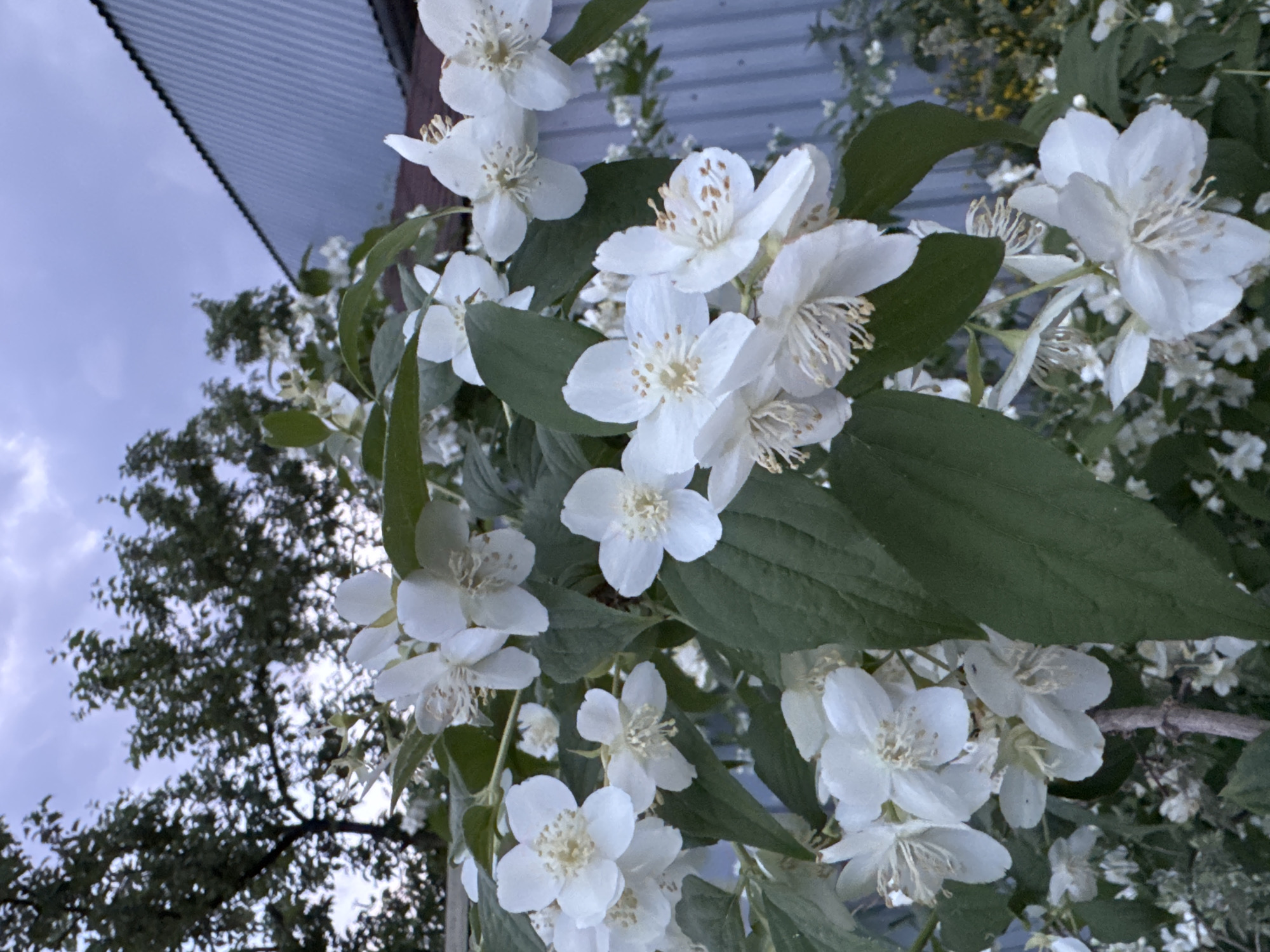 Spring blooms and residential life documented in Shcherbinka, Russia