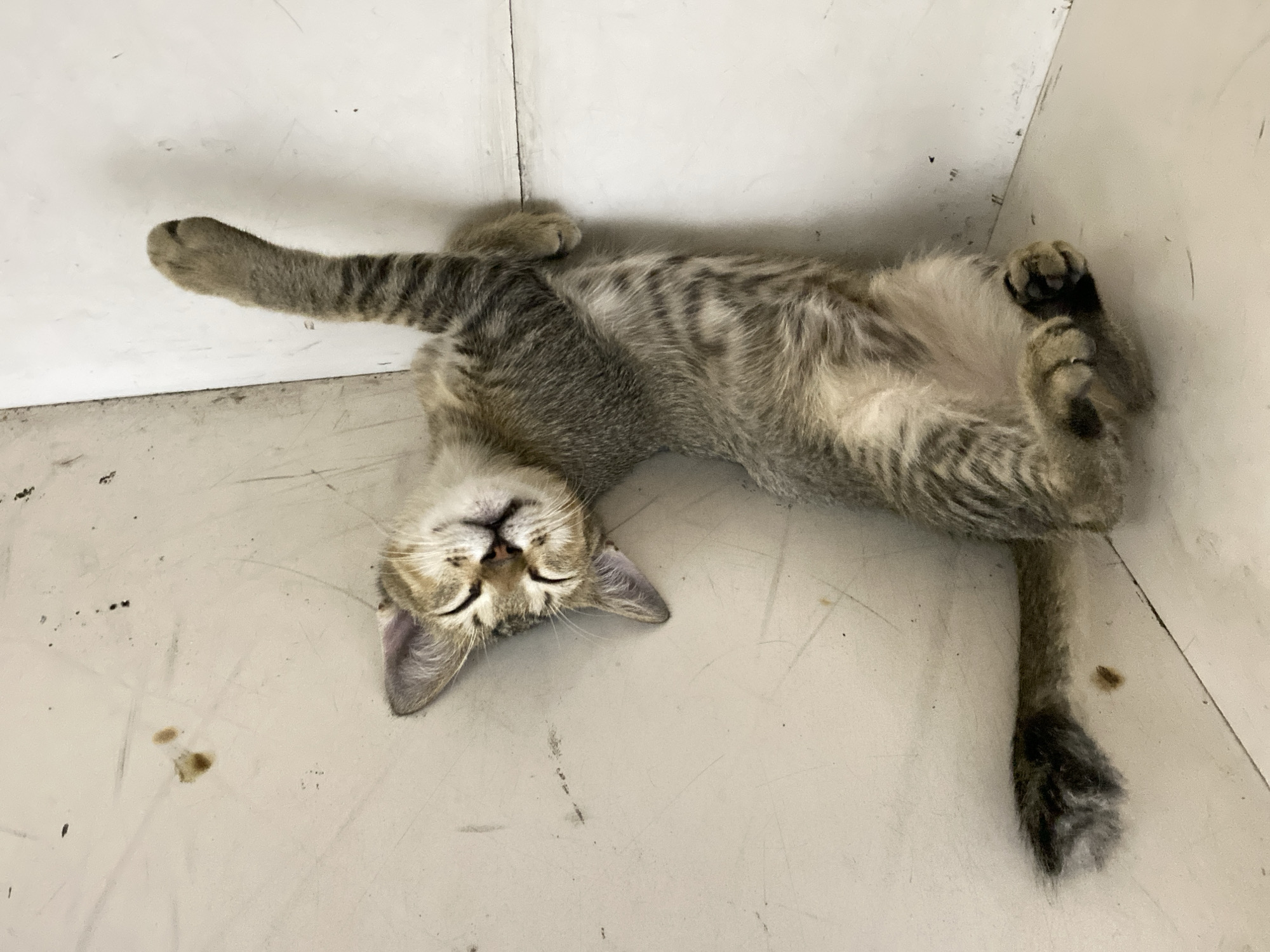 Tabby cat napping indoors, with glimpses of a nighttime exterior