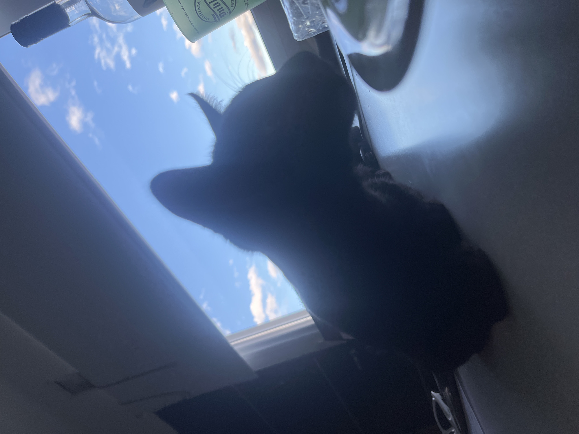 Black cat watches cloudy skies from Ushuaia counter