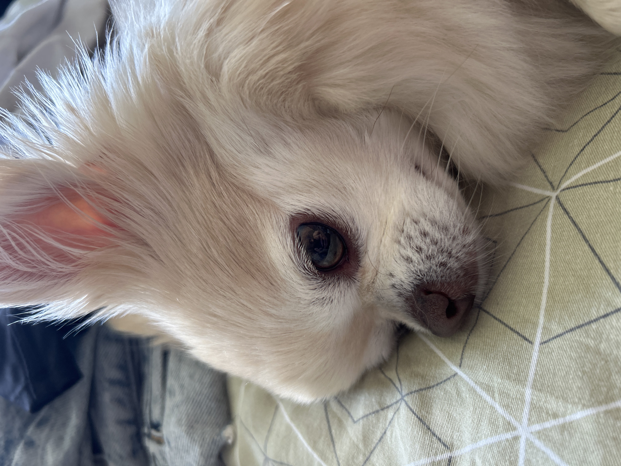 Fluffy chihuahua resting on a patterned green sheet