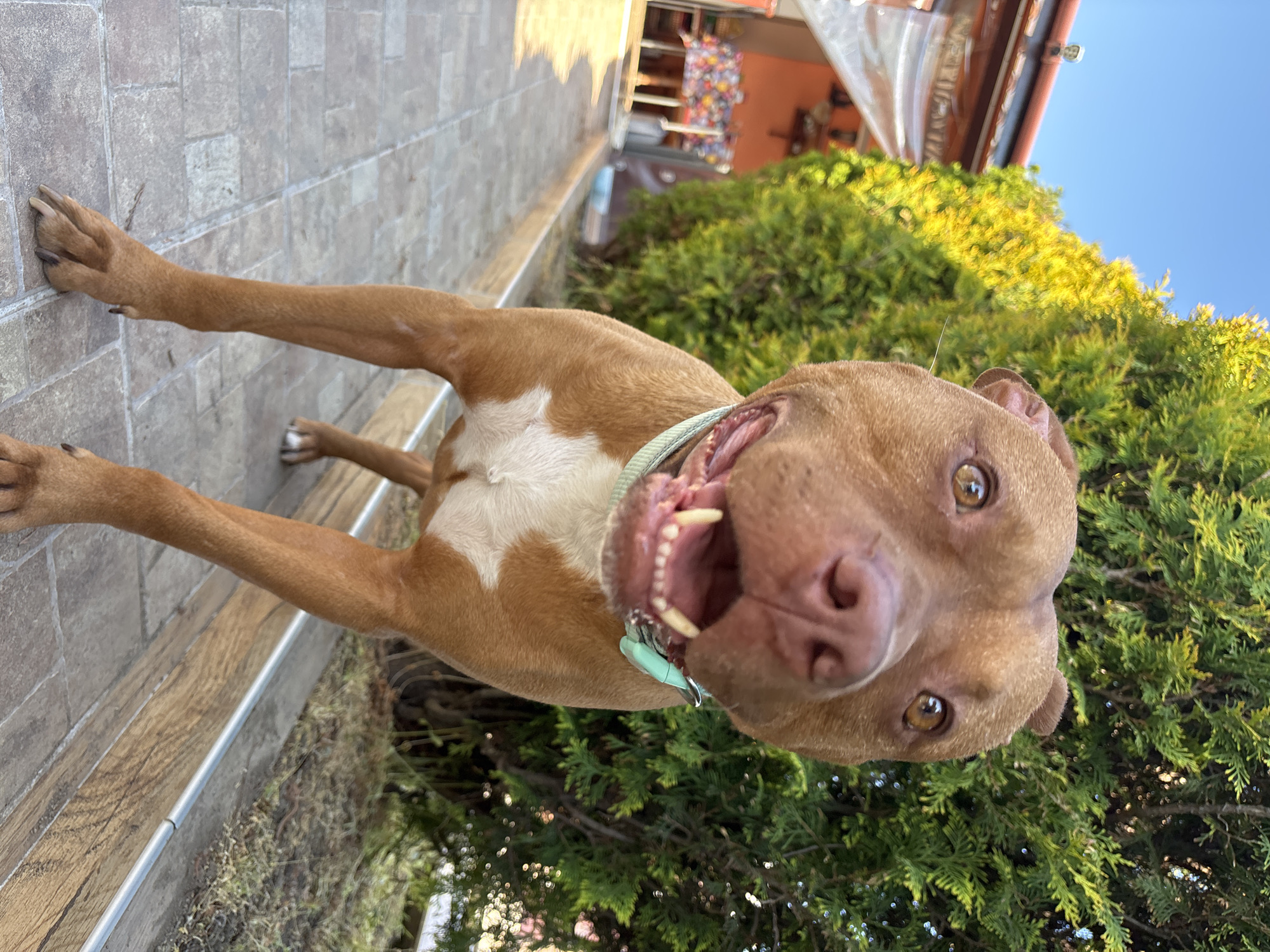 Dog with blue collar spotted on walkway in Lom