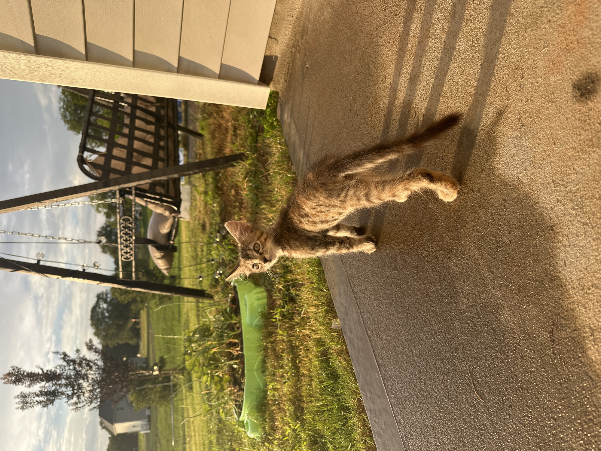 Backyard animals, a post-storm rainbow, and quiet neighborhood streets.