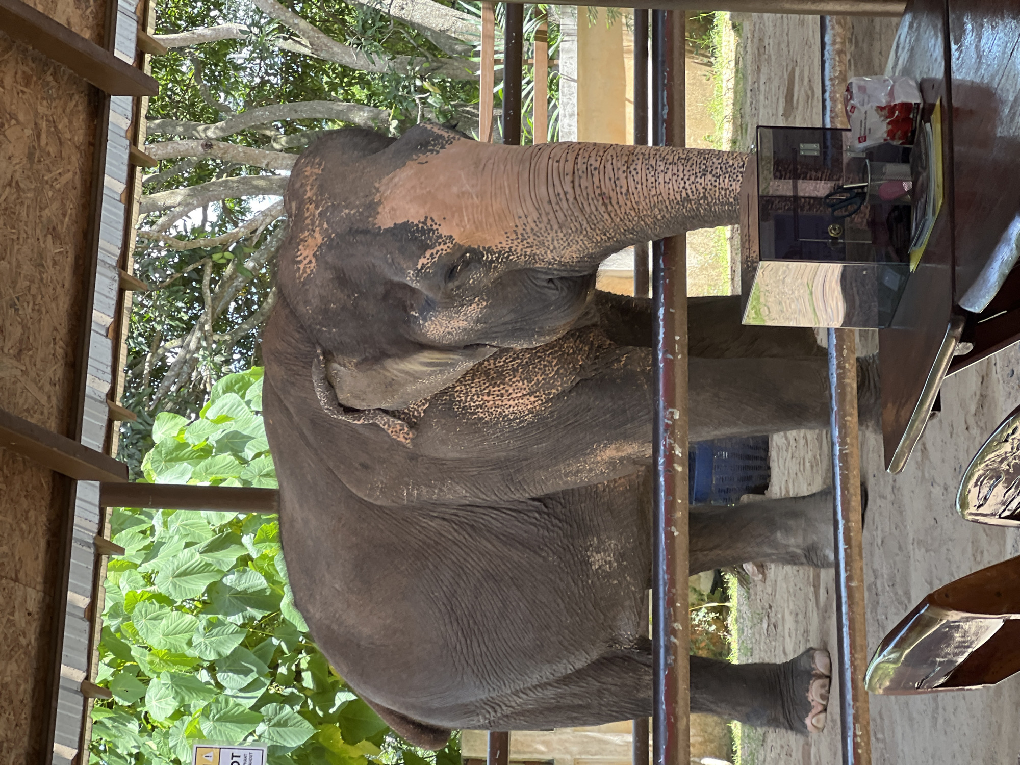 Elephant feeding interactions at Baan Thurian sanctuary