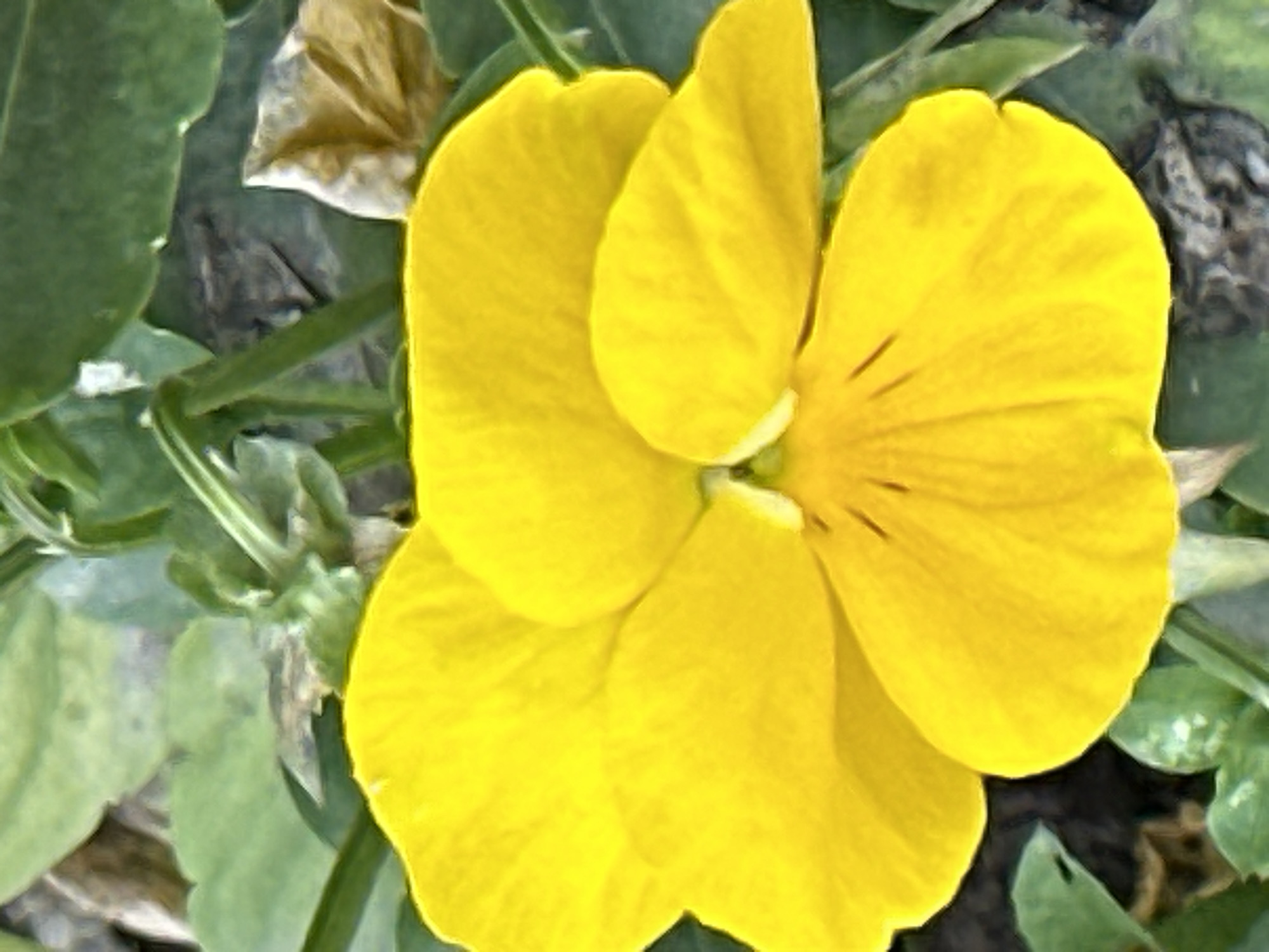 Podolsk garden in full bloom, close-up flower photography