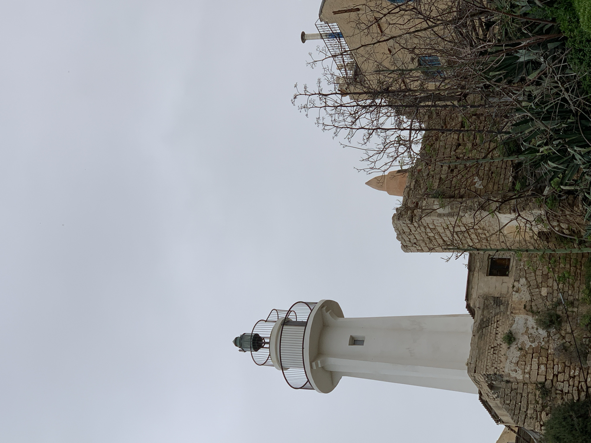Morning scenes of pets, wildlife, and daily life across Tel Aviv-Jaffa