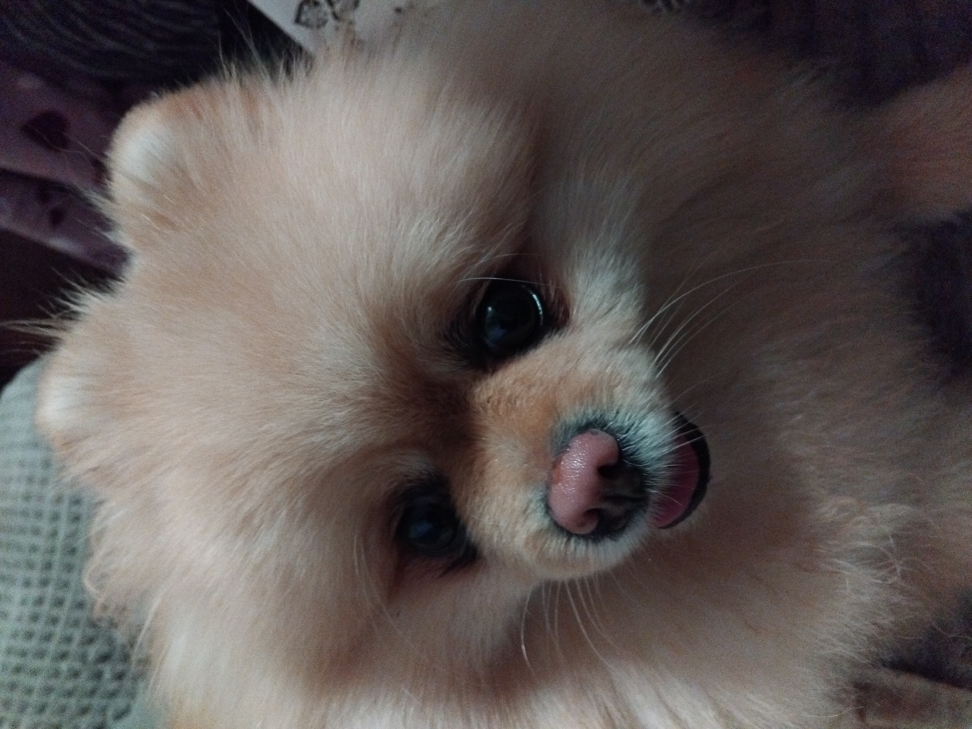 Pet Pomeranian photographed resting indoors in Apriltsi, Bulgaria