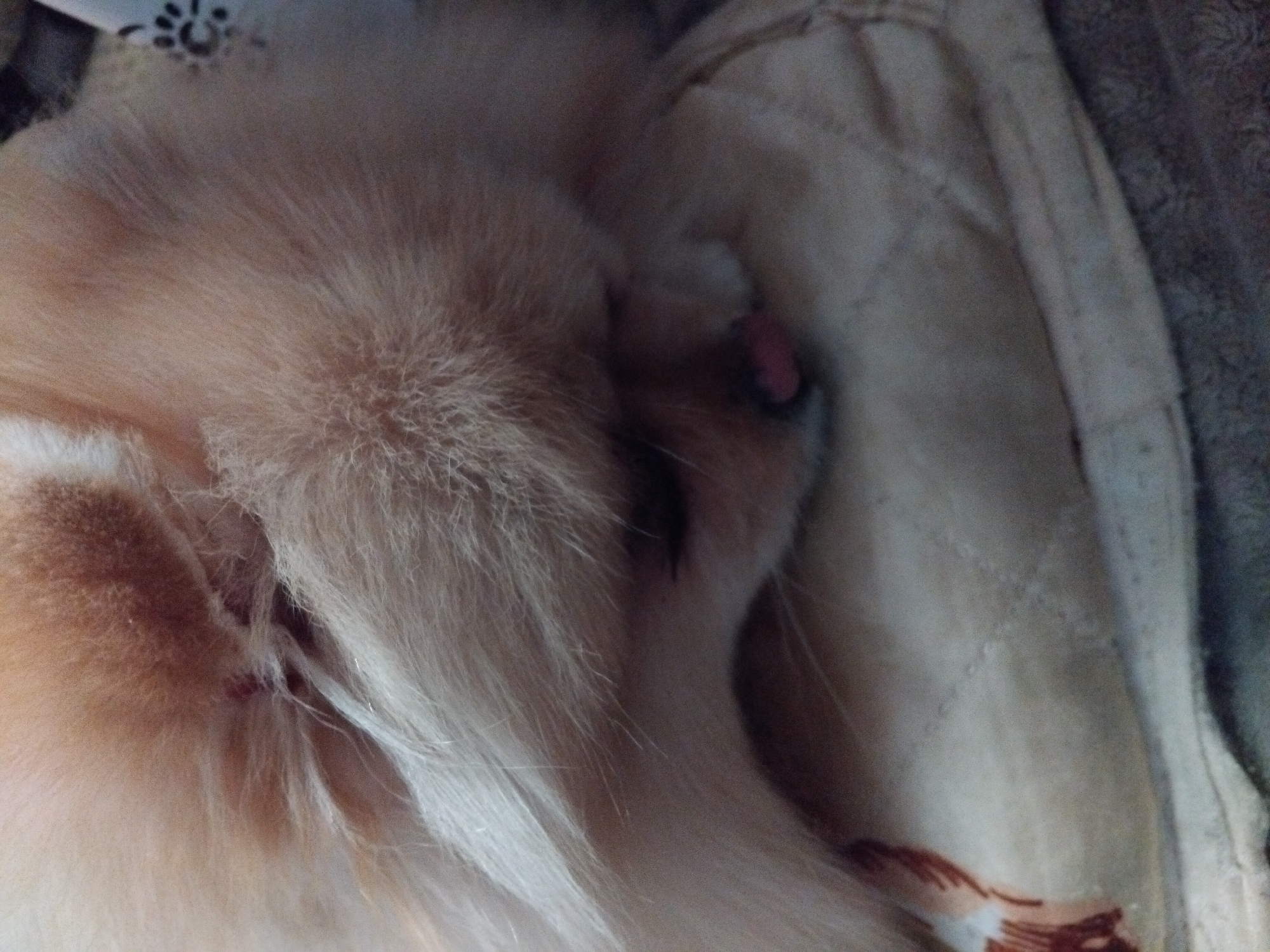 Pomeranian dog enjoys afternoon nap session in Bulgarian home