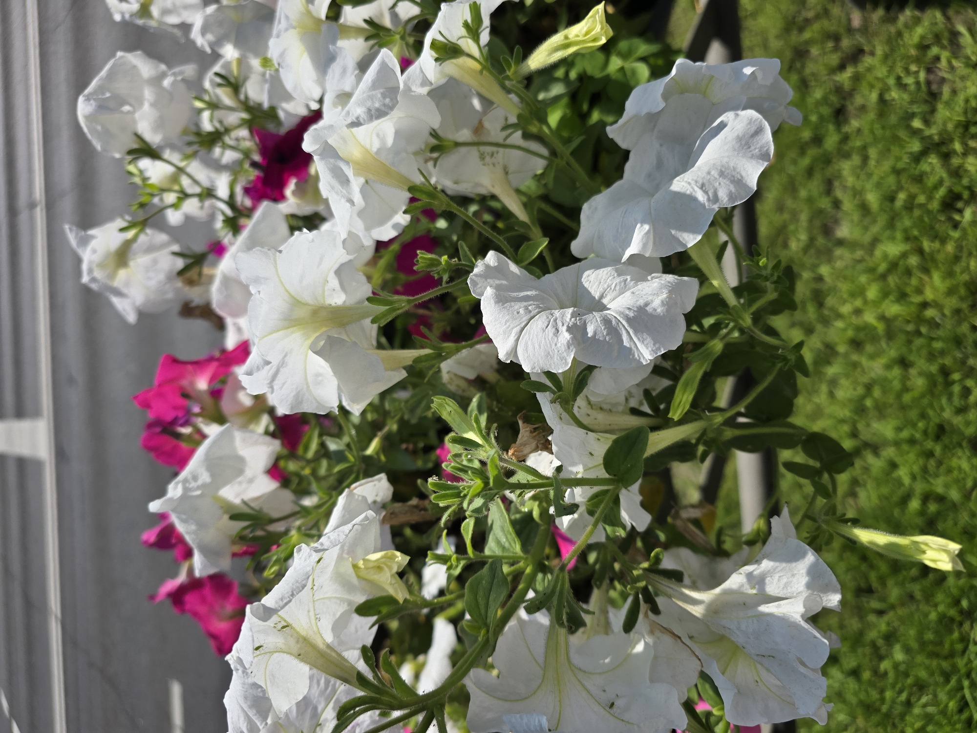 Summer morning in Homyel — flowers, streets, and a car ride