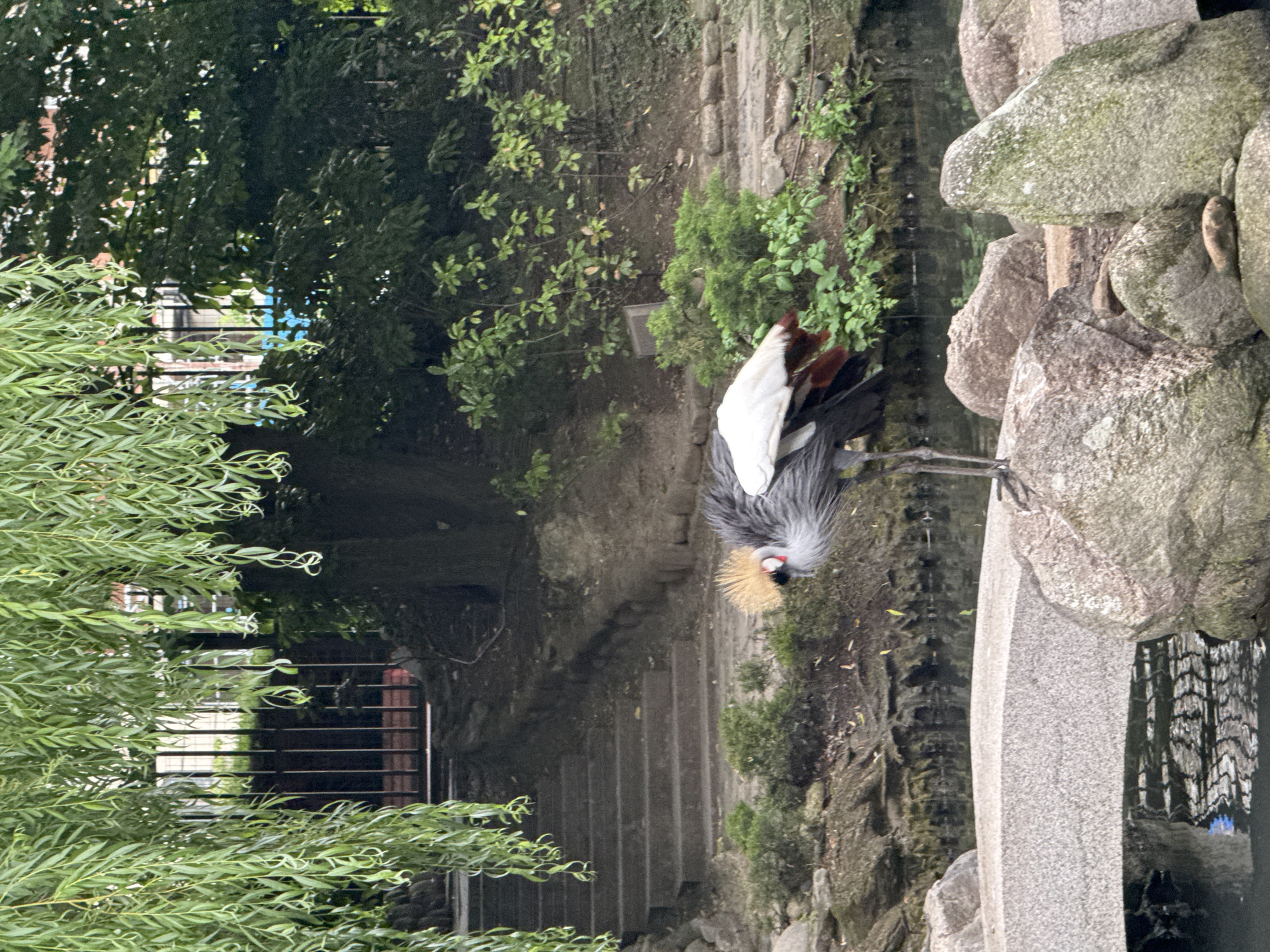 Grey crowned crane on a stone ledge in Sofia