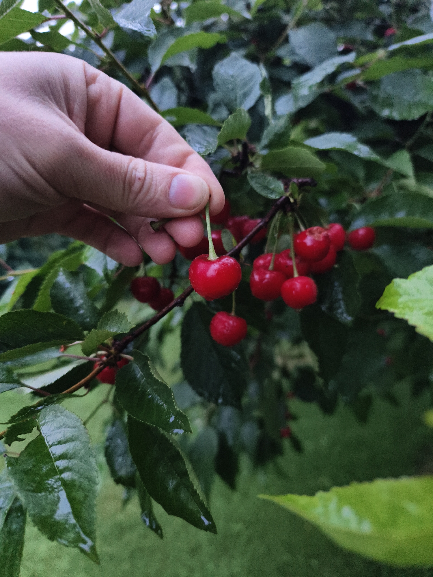 Snails, cherries, and quiet streets on a Tczew summer night