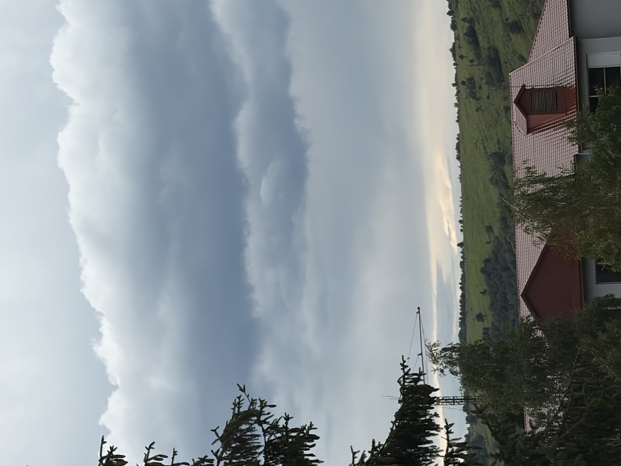 A quiet July afternoon mixing nature, home life, and tarot cards