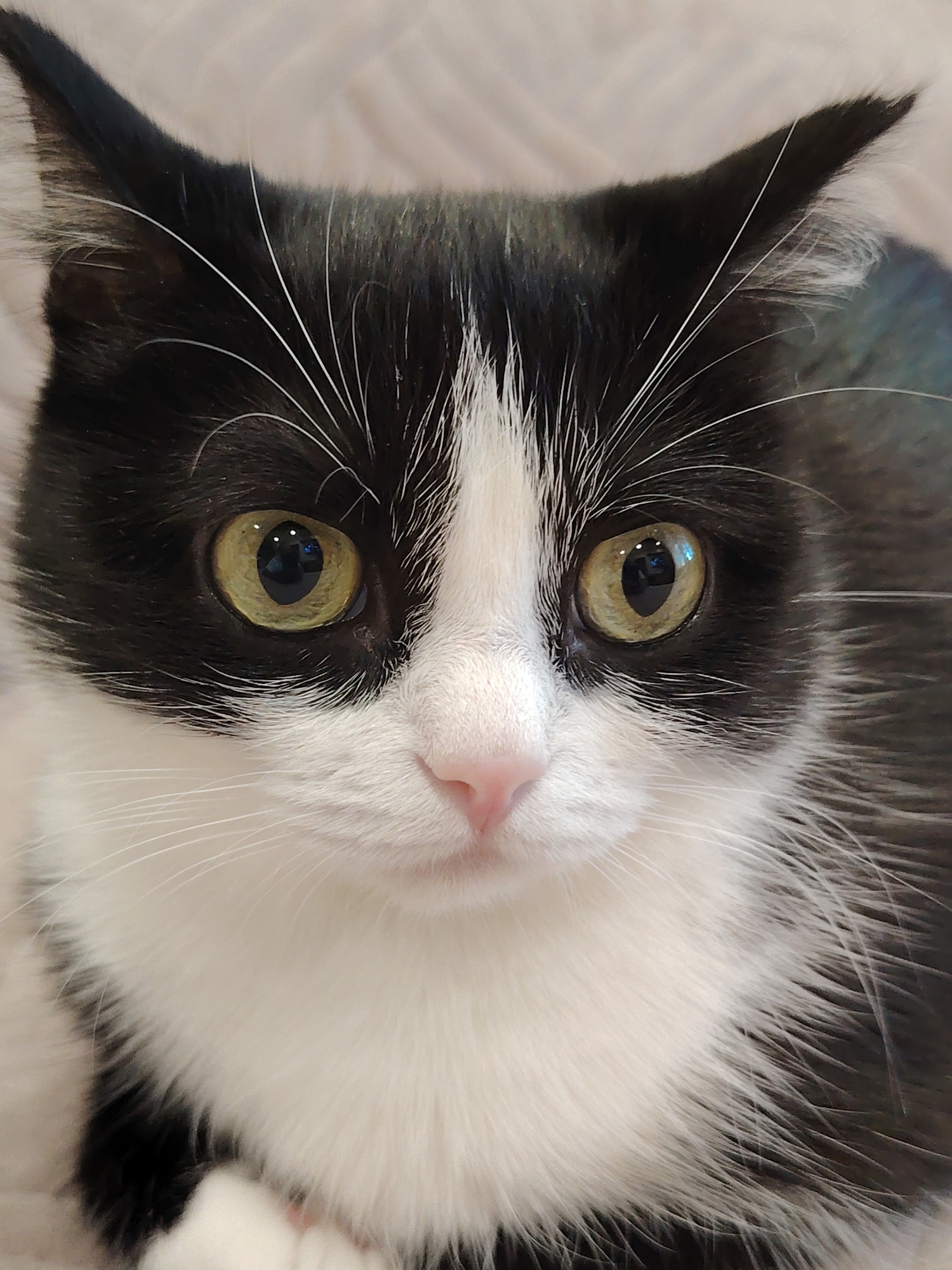 Tuxedo cat enjoys afternoon sofa time, receives chin scratches