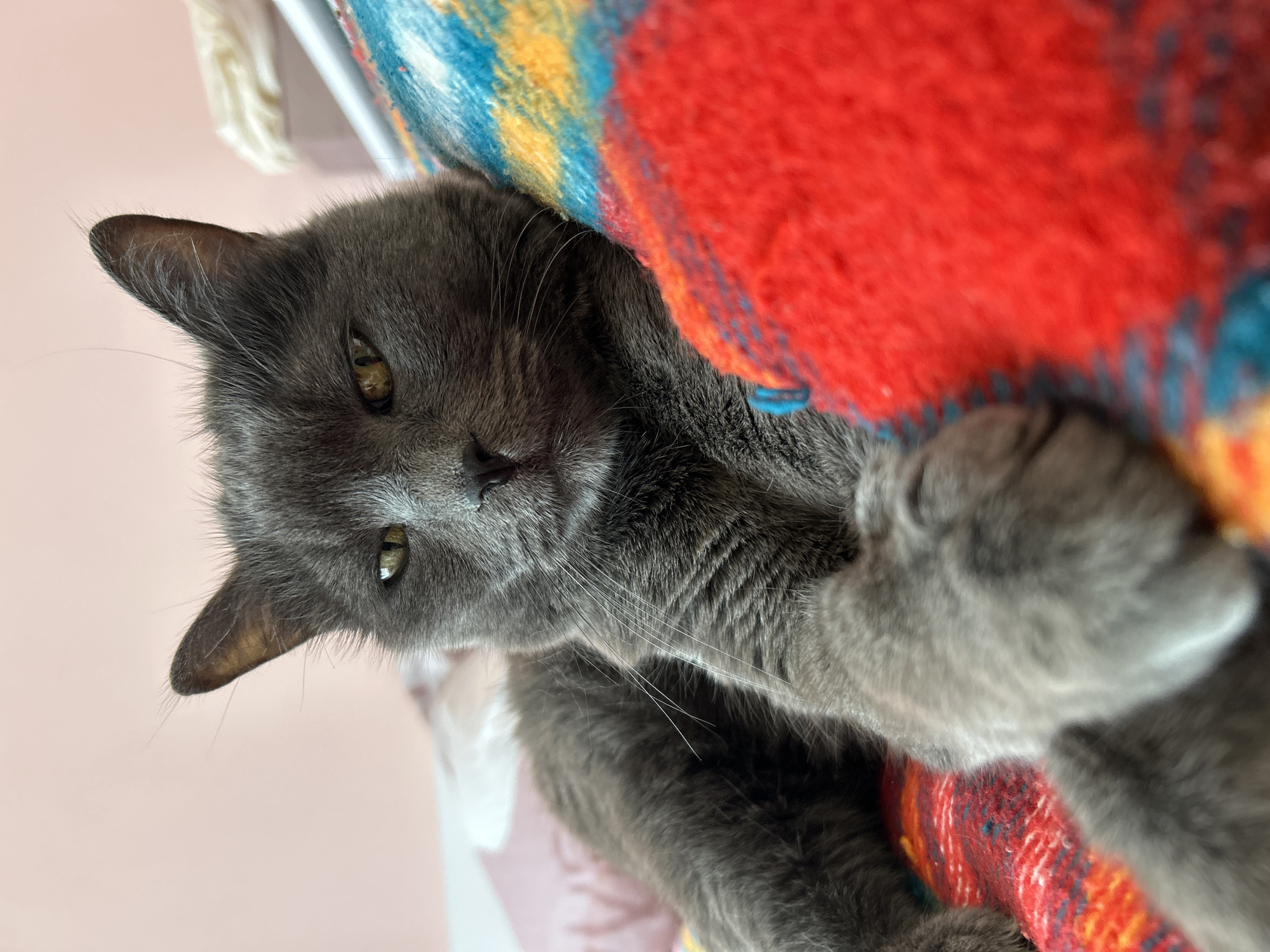 Gray cat sleeps in wicker chair on Veliko Tarnovo balcony