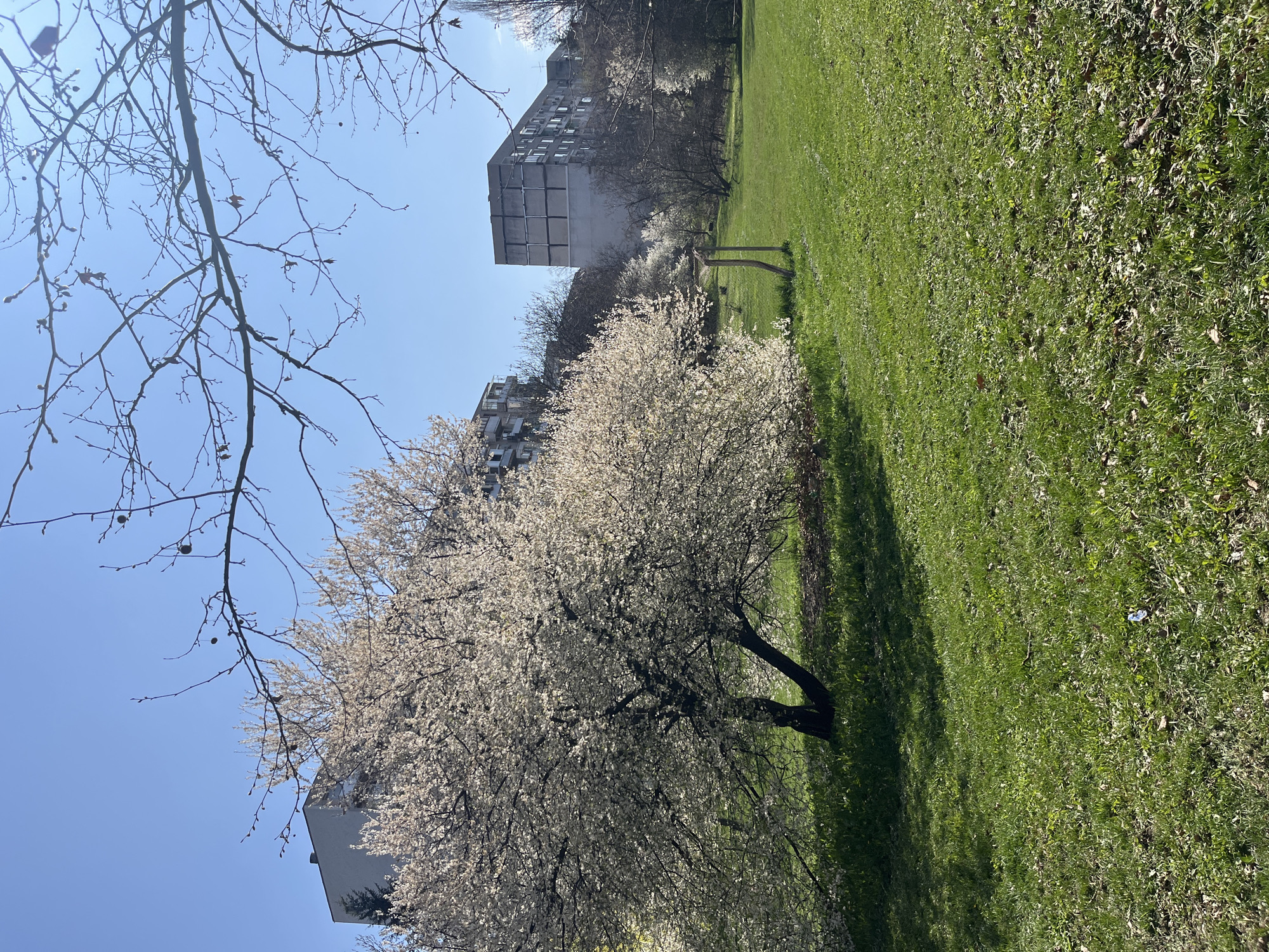 Spring blooms spotted in Sofia park Tuesday morning