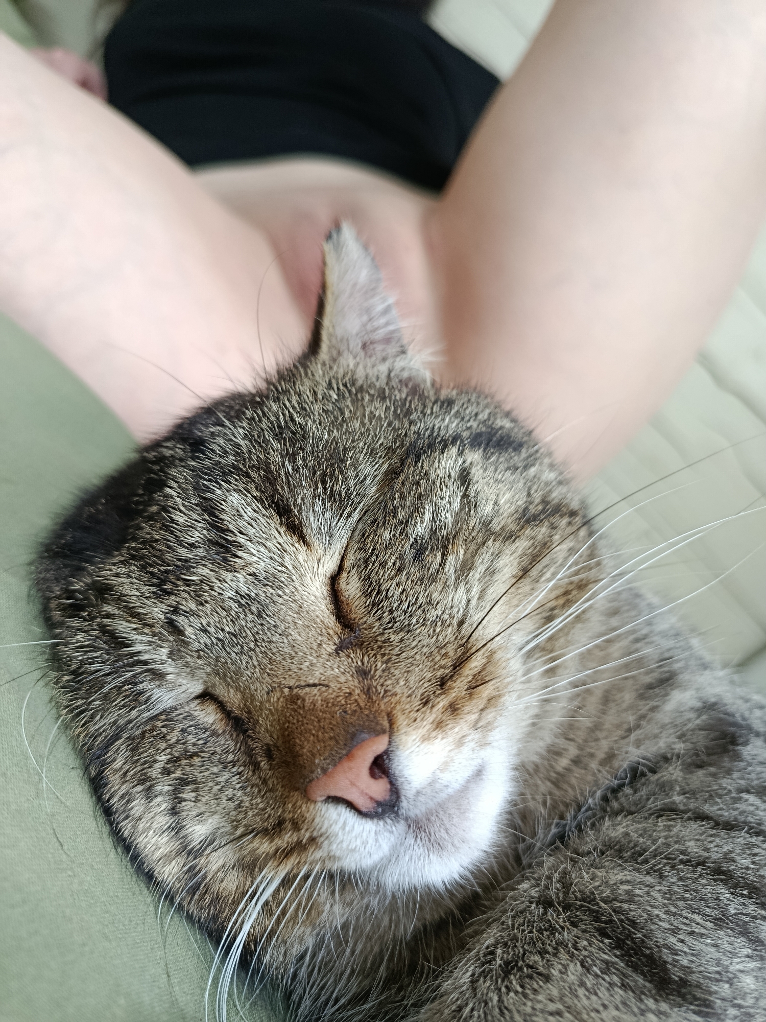 Sleeping tabby cat and casual domestic moments documented over hour