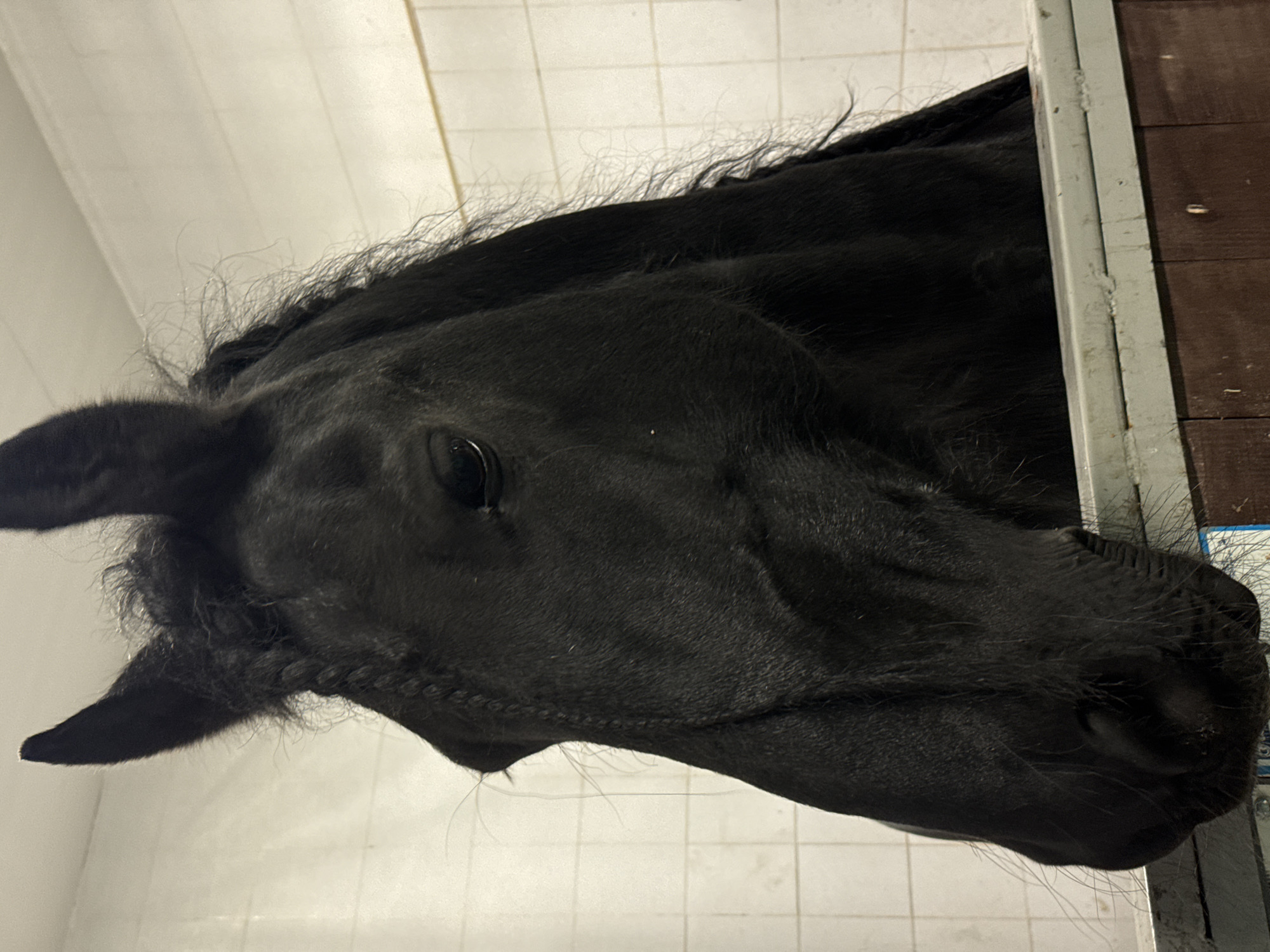Horses documented at Russian stable facility in Kurtsevo