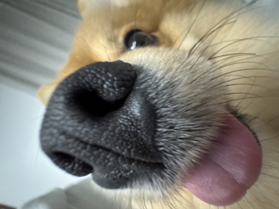Pomeranian photo session captured in Sofia apartment over three hours