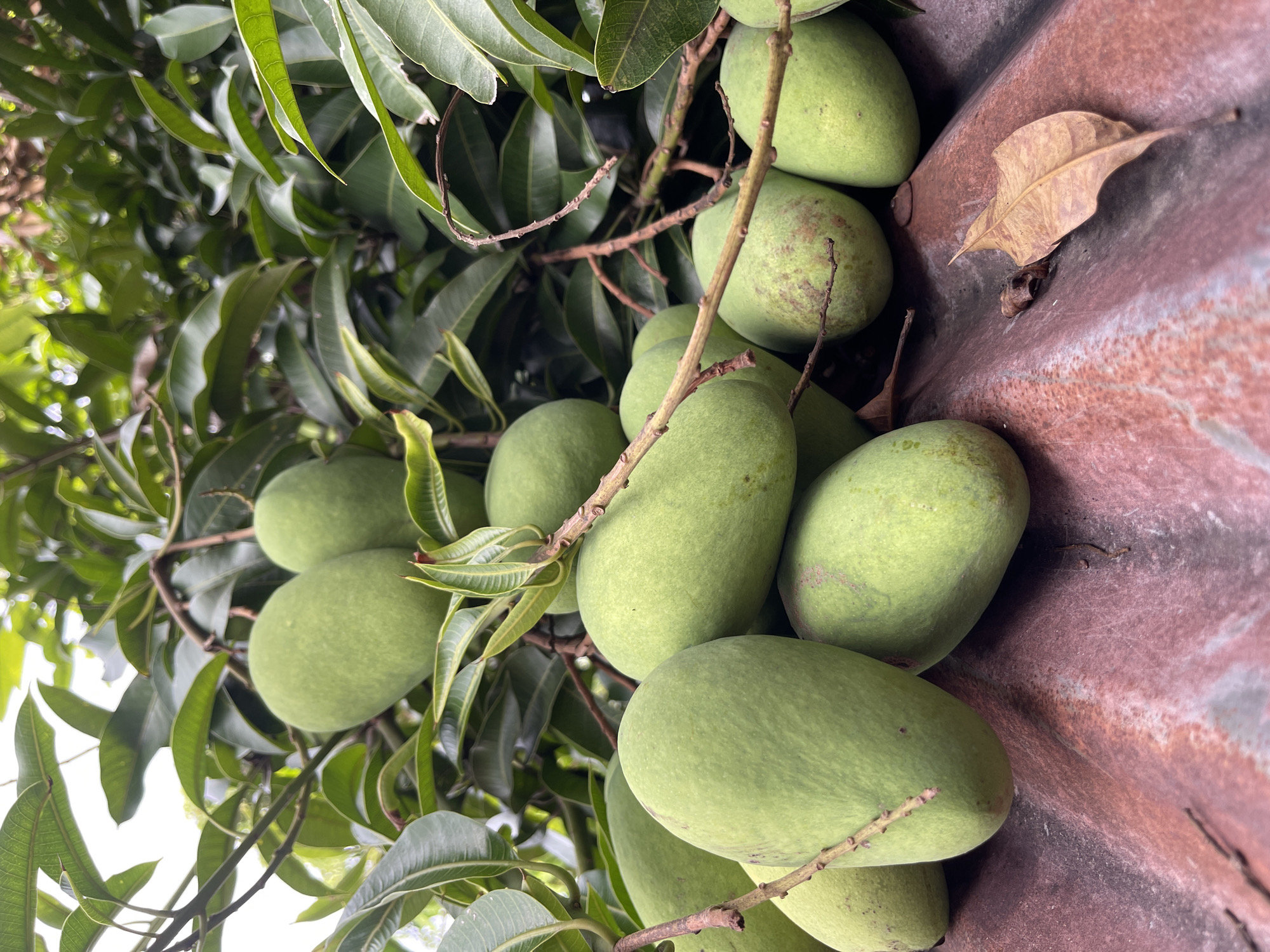 Lazy morning in Aceh: mango trees, roaming cats, and soccer on TV