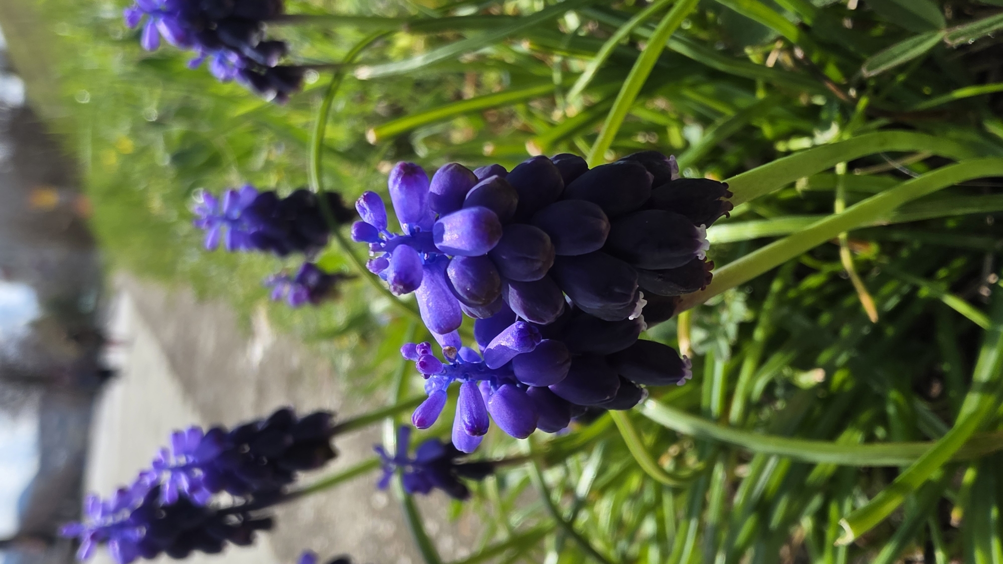 Spring morning walk documented through Blagoevgrad streets and landscapes