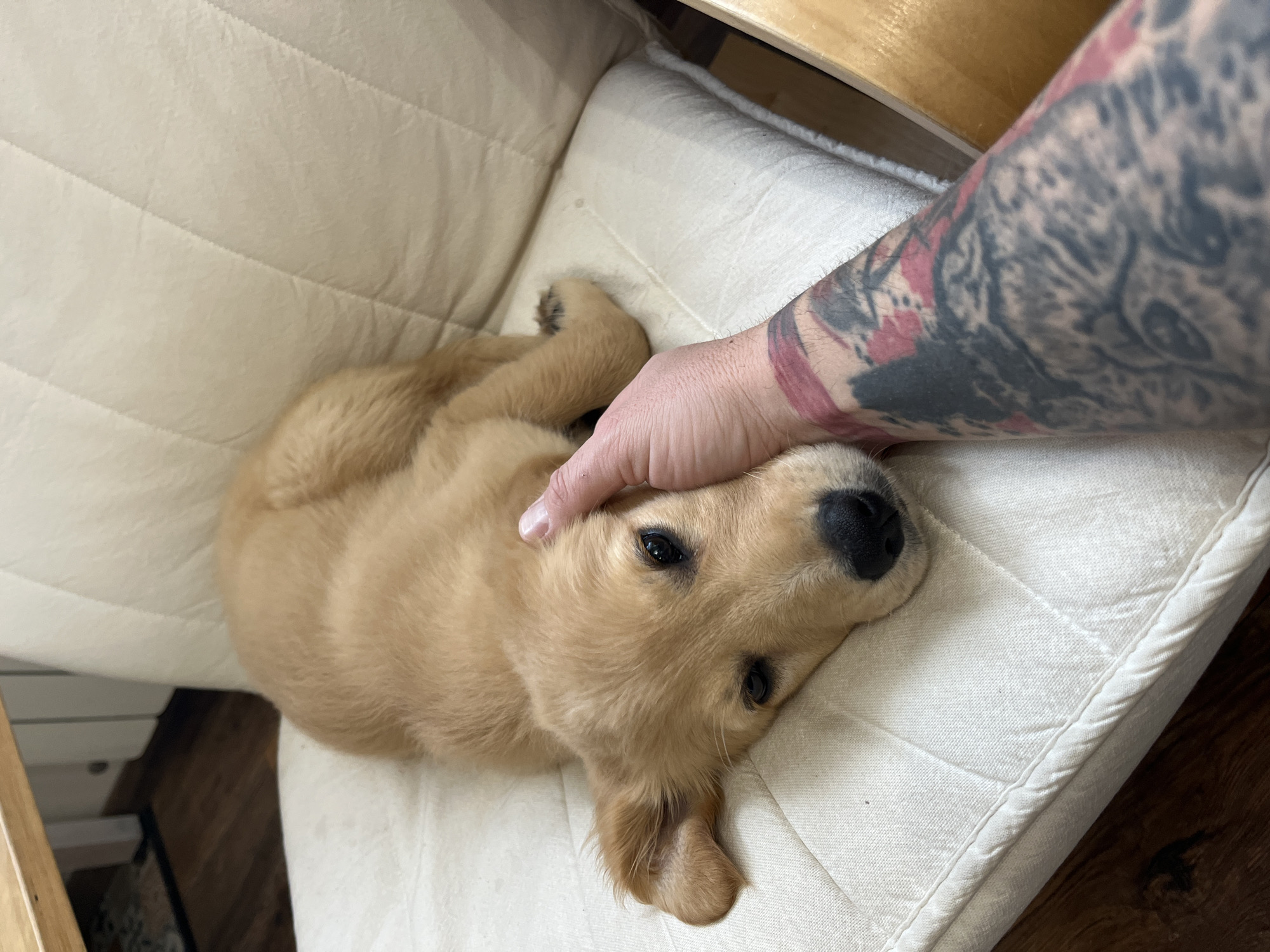 Golden retriever puppy petted on cushion in Kostinbrod home