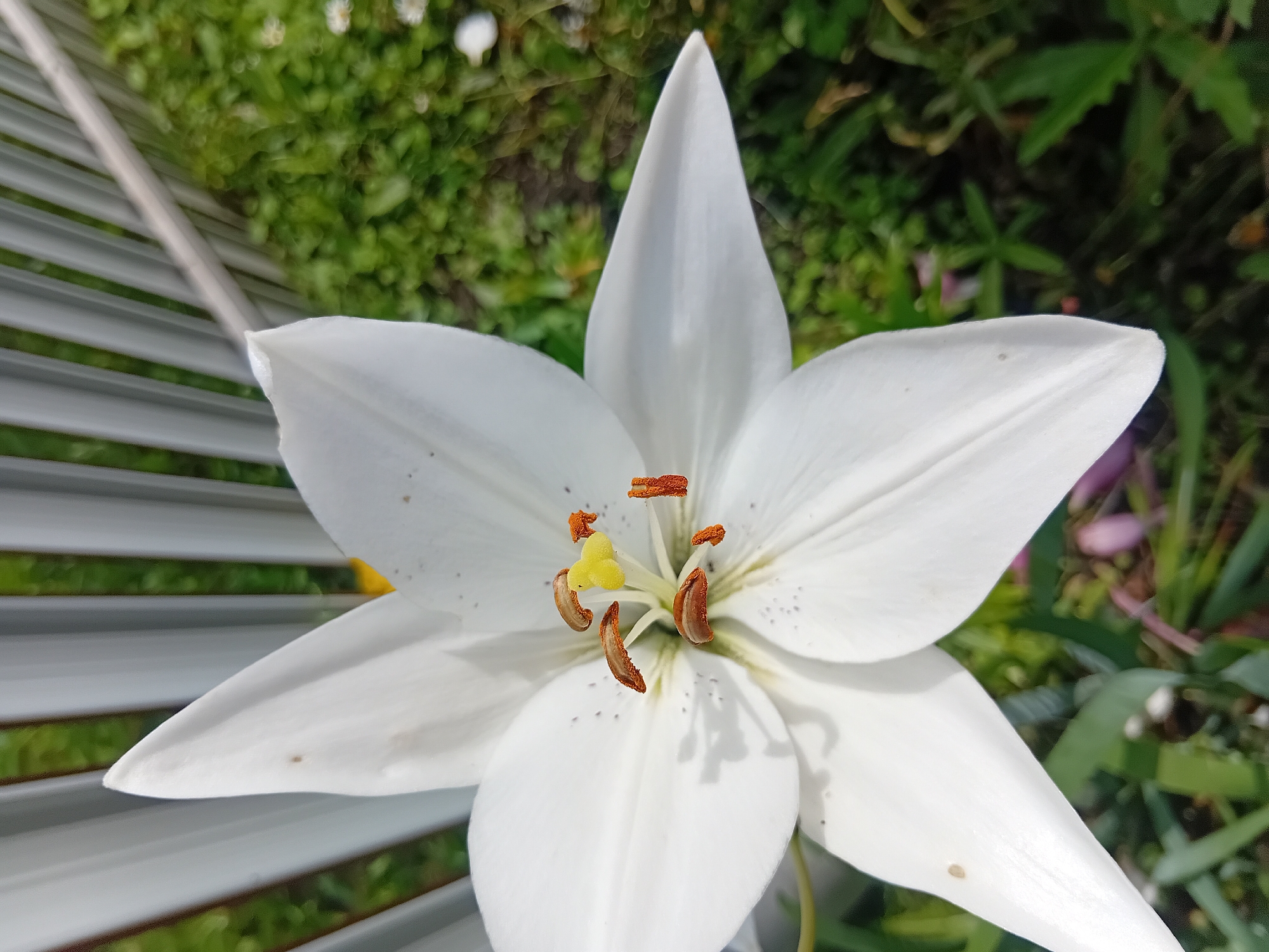 Hands-on garden exploration across flowers, succulents, and one happy dog