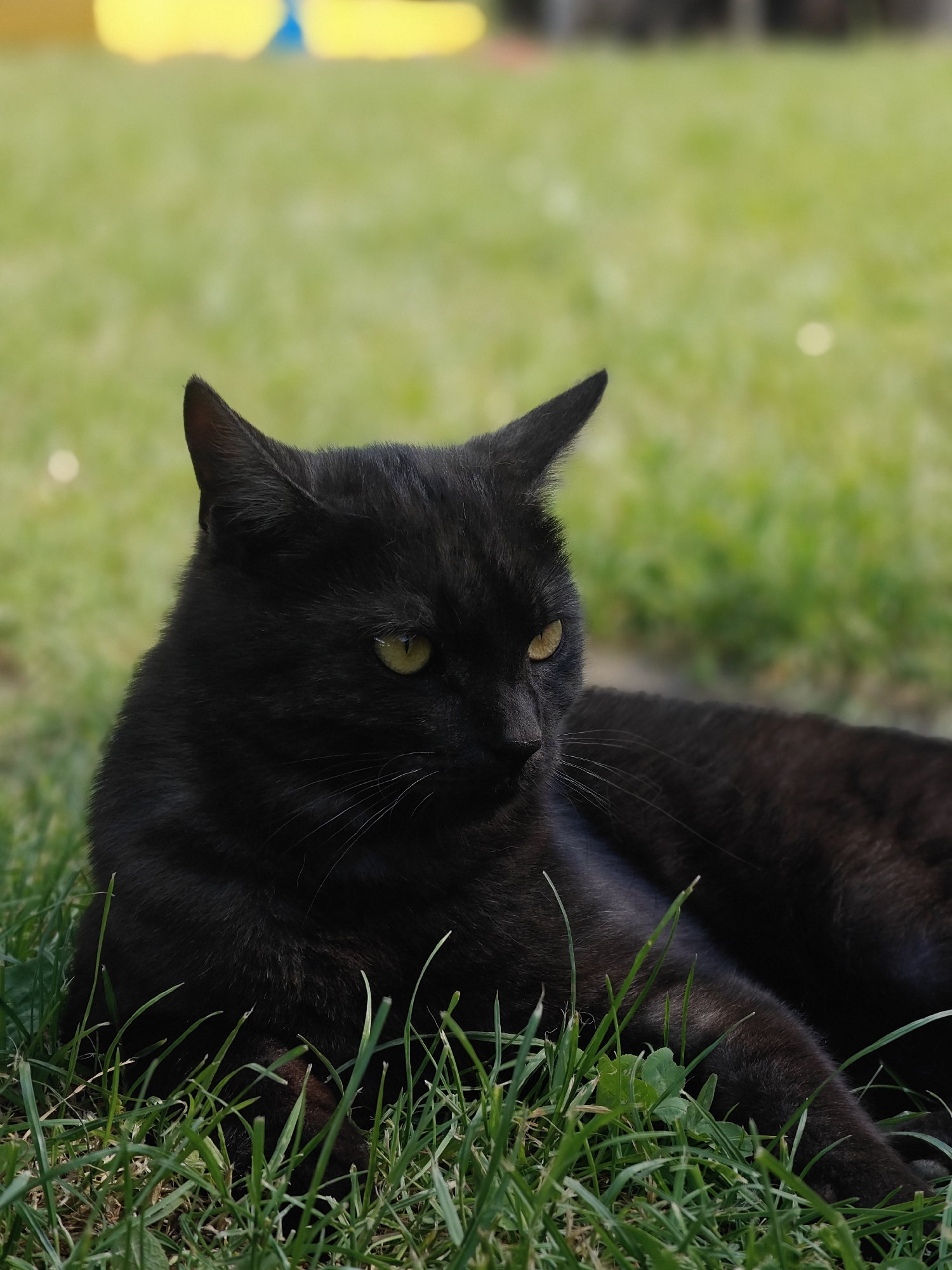 Child plays with black cat in Ukrainian backyard