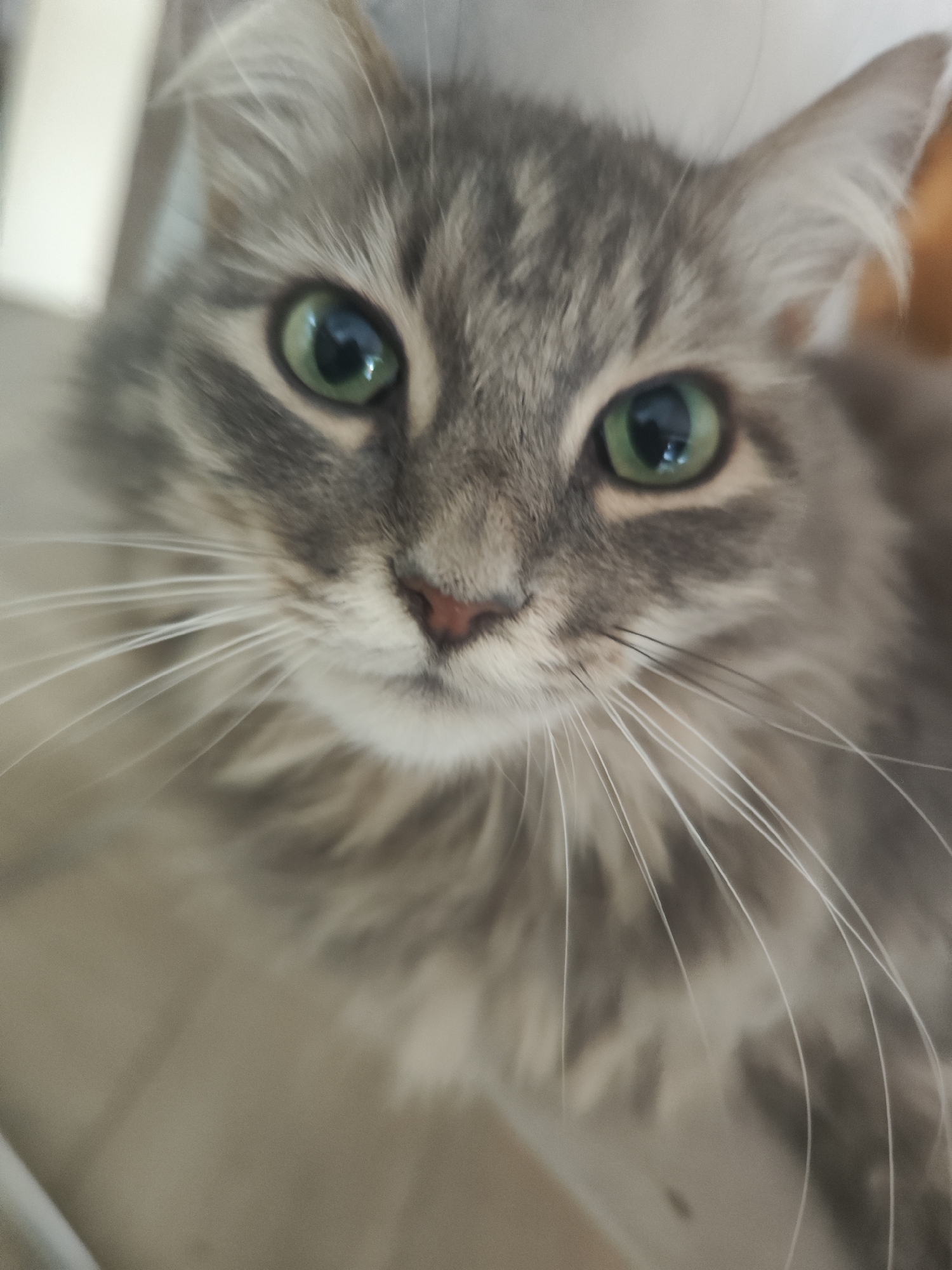 Gray tabby cat photographed indoors showing green eyes, whiskers