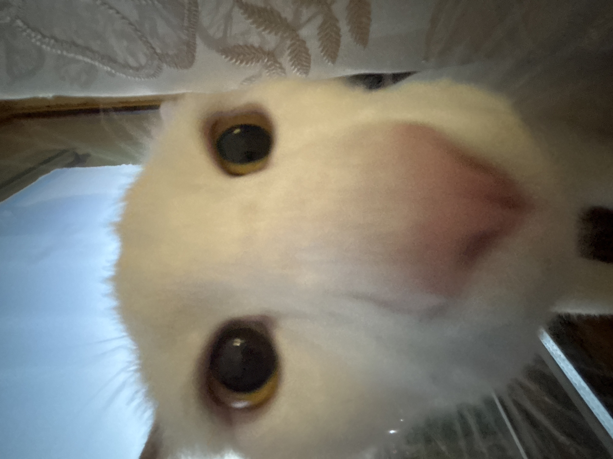 White Cat Spotted in Multiple Indoor Locations During Evening