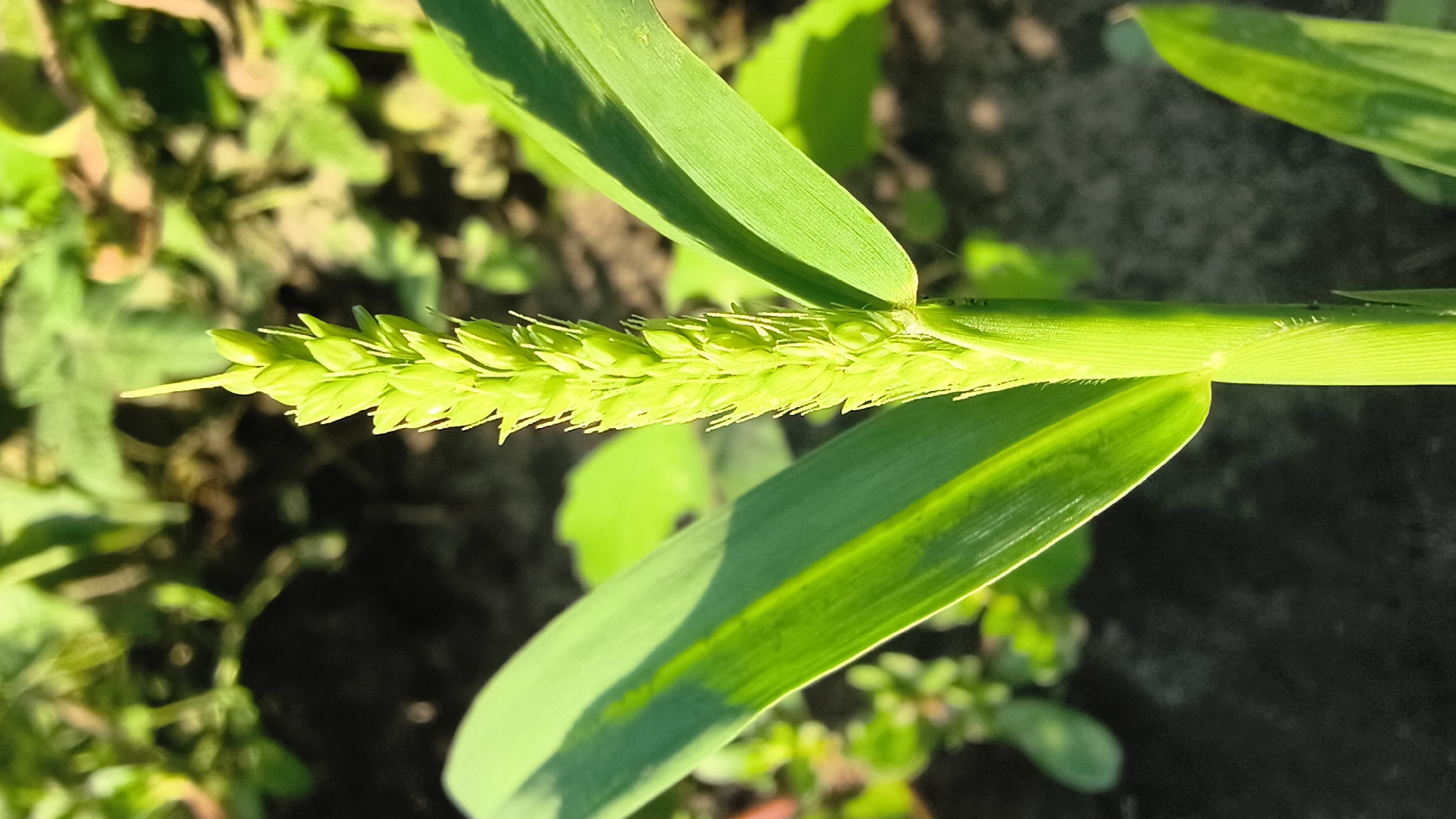 Backyard macro nature — insects and plants in Mikhaylovka