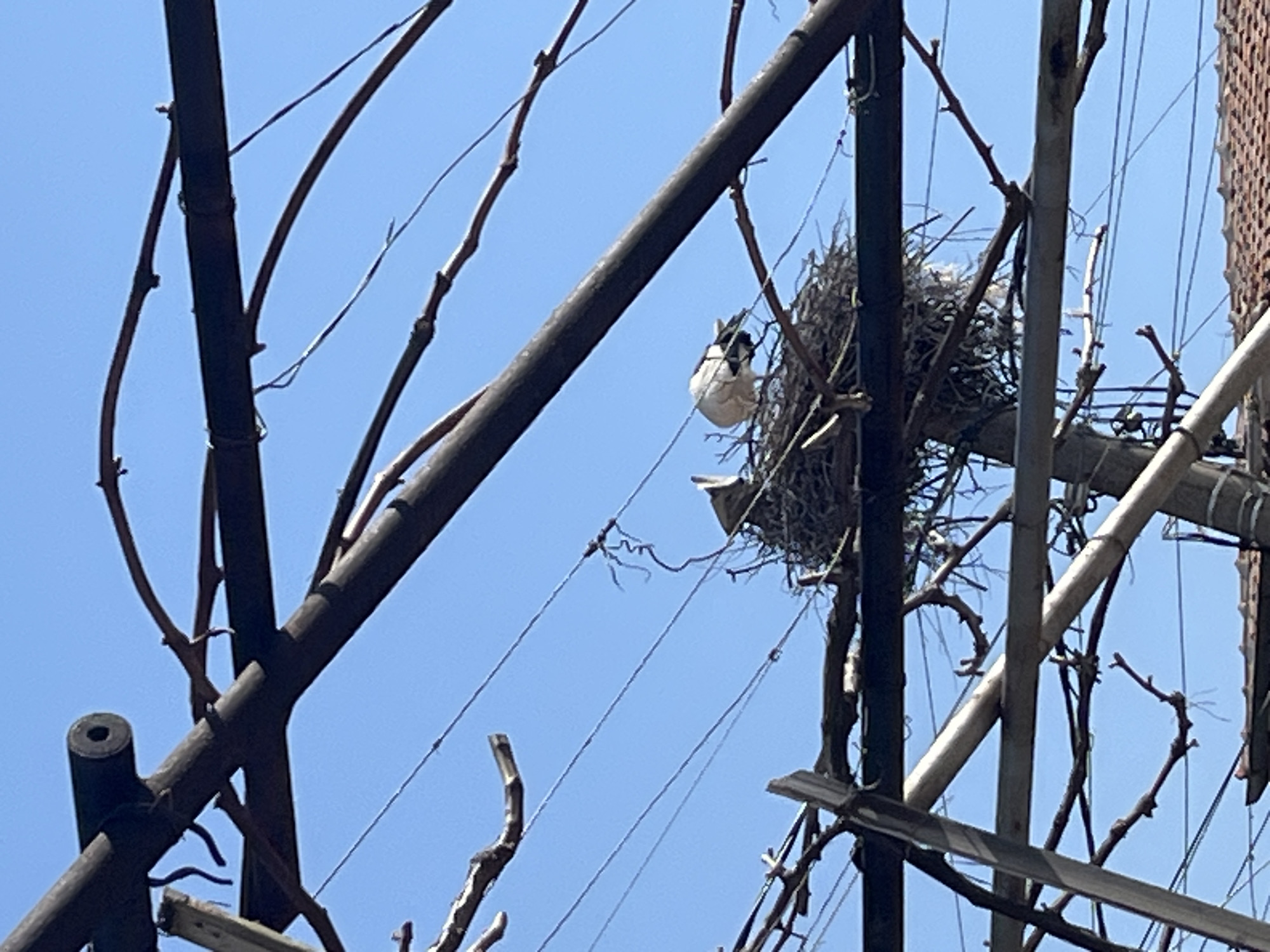 Morning observations capture storks nesting, field activity at unknown location
