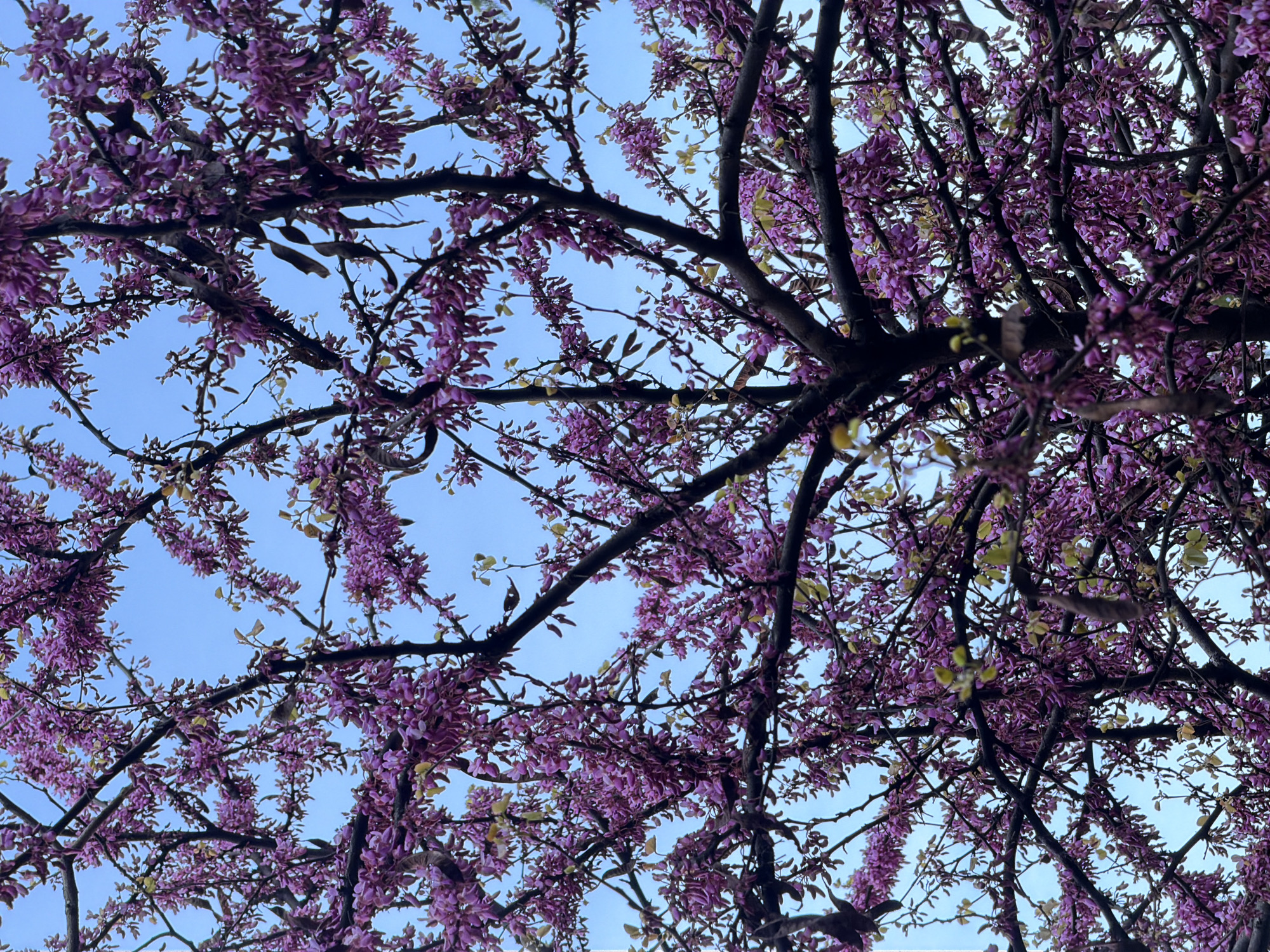 Purple blossoms bloom against blue sky in Rijeka