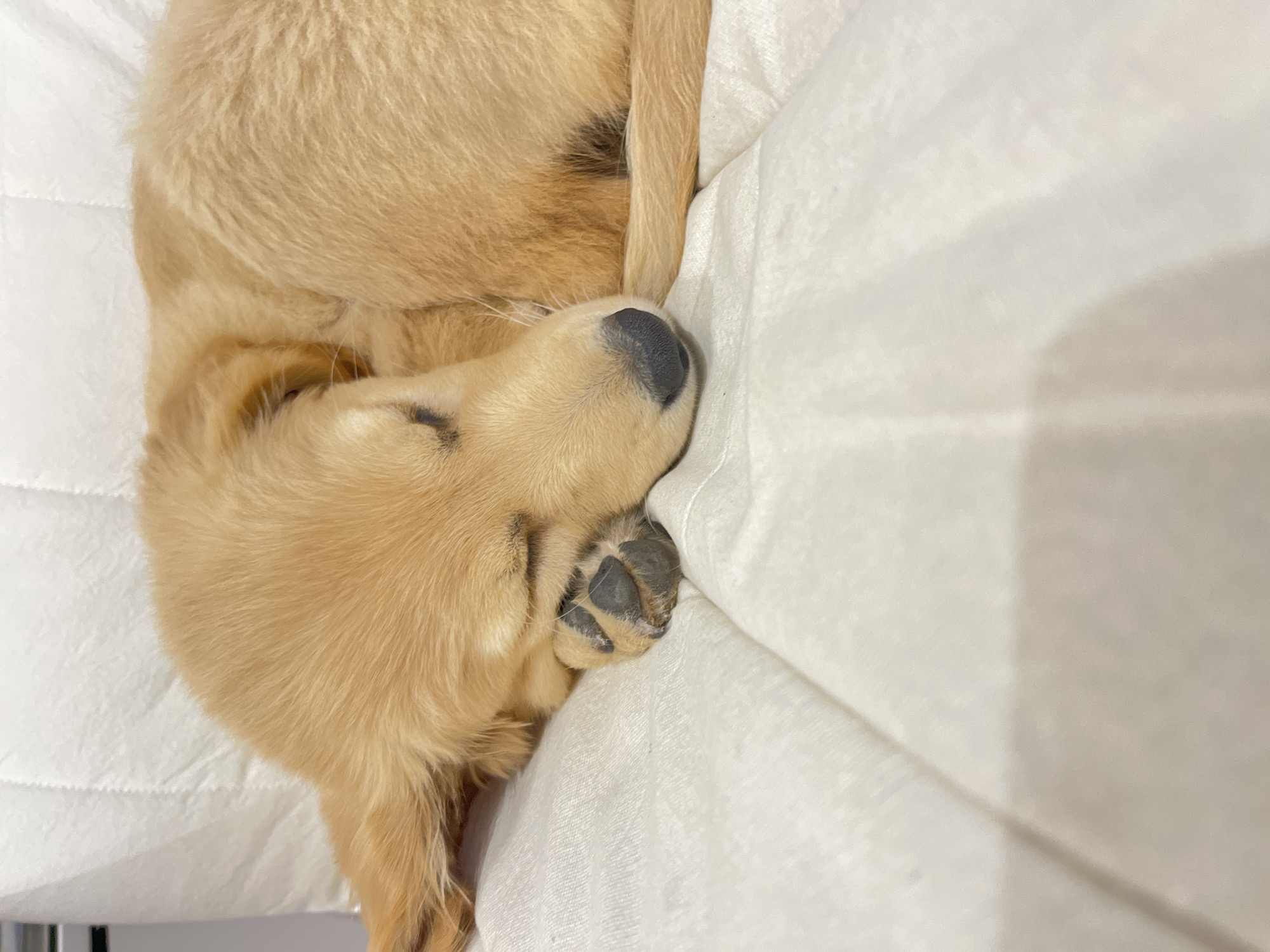 Golden retriever puppy sleeps peacefully indoors in Bulgaria