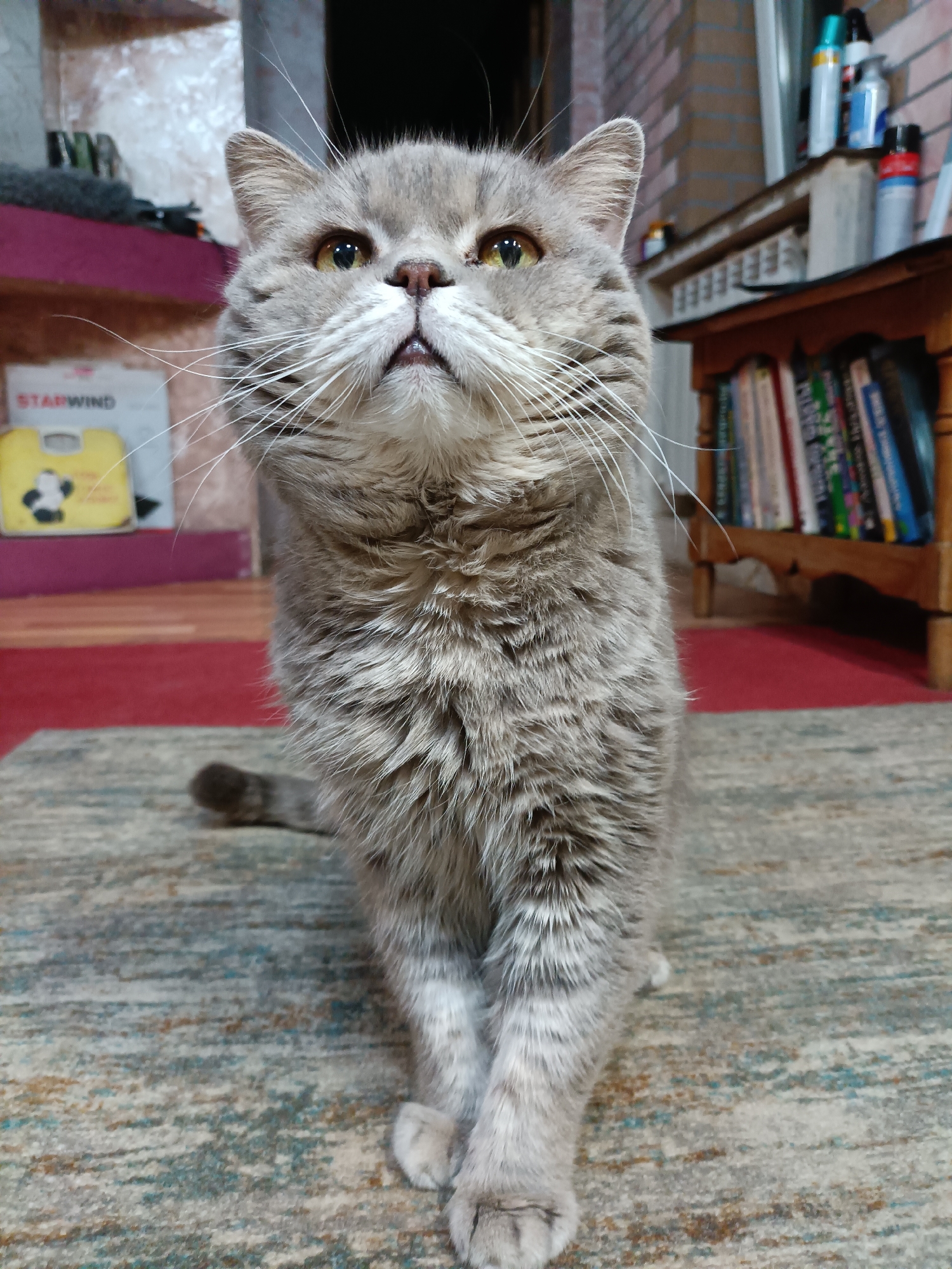 Grey cats at home in Bataysk, multiple angles and moods