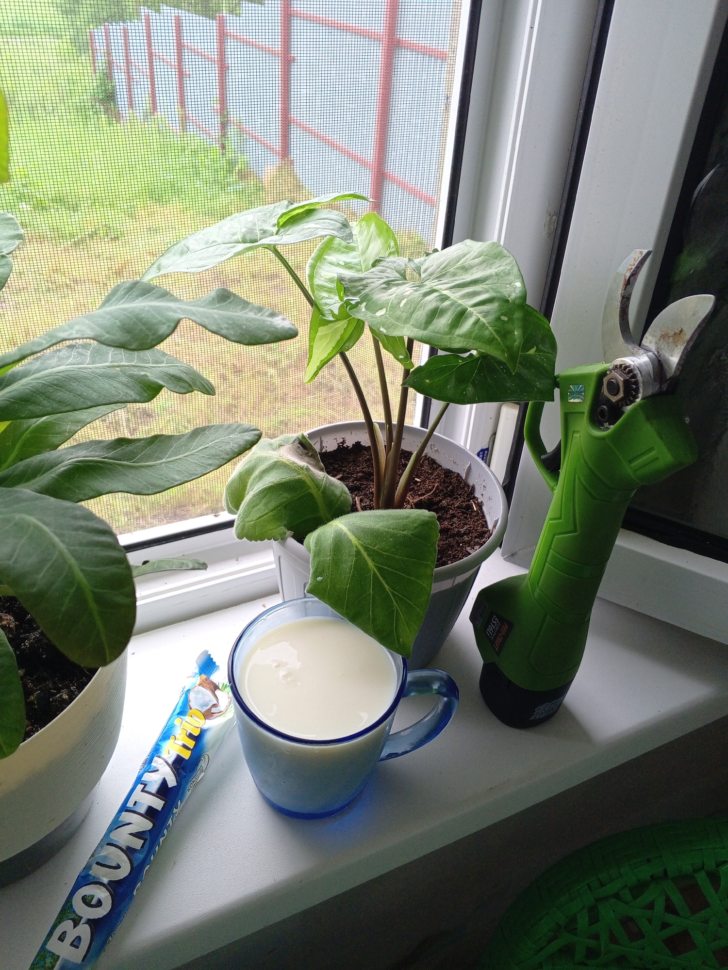 A slow morning at home with cats, plants, and windowsill still lifes