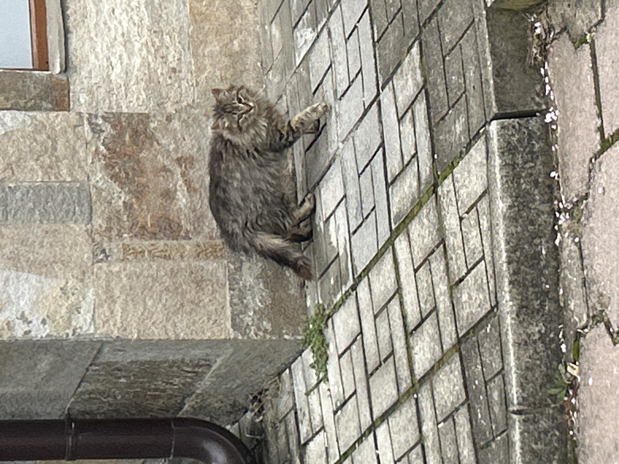 Spring blooms and climbing cat observed in Zlatograd, Bulgaria