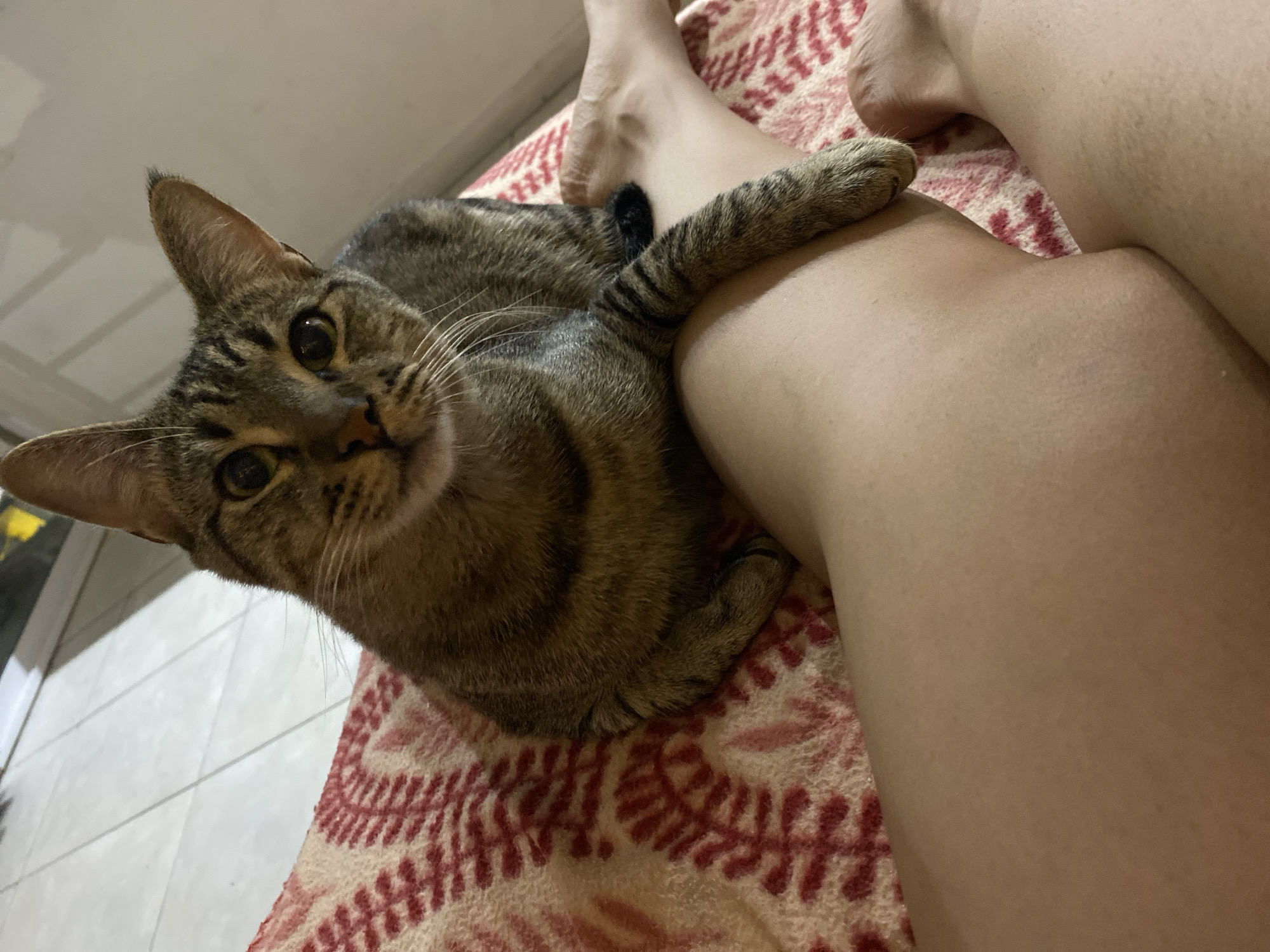 Man and tabby cat share quiet morning moments