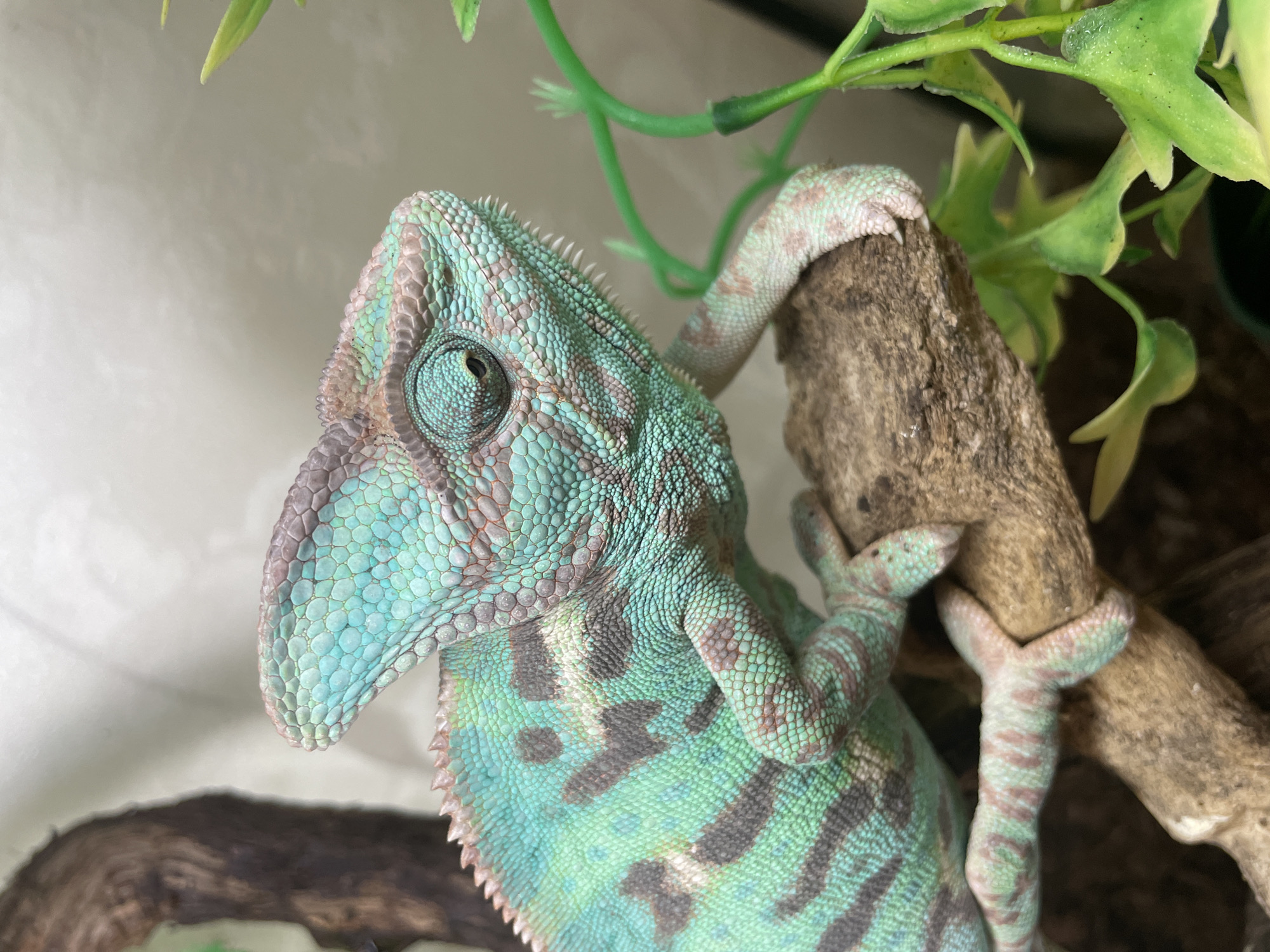 Veiled chameleon up close in a Sochi terrarium setting