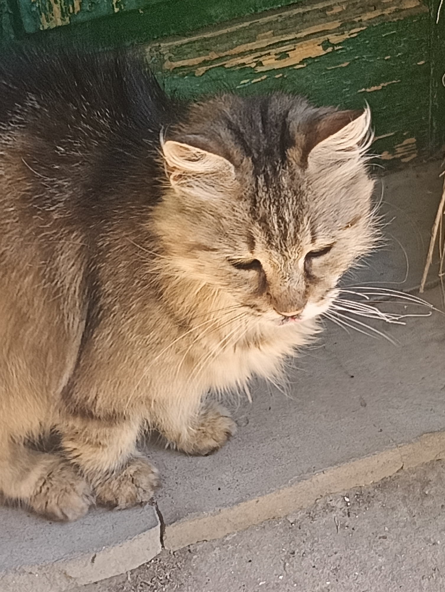 Morning moments with cats and motivational messages in Biliaivka