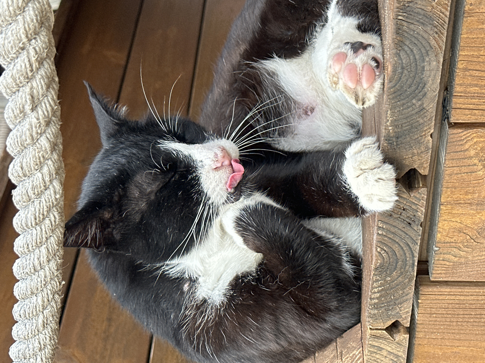 Lazy afternoon at a Turkish beach resort, cat included