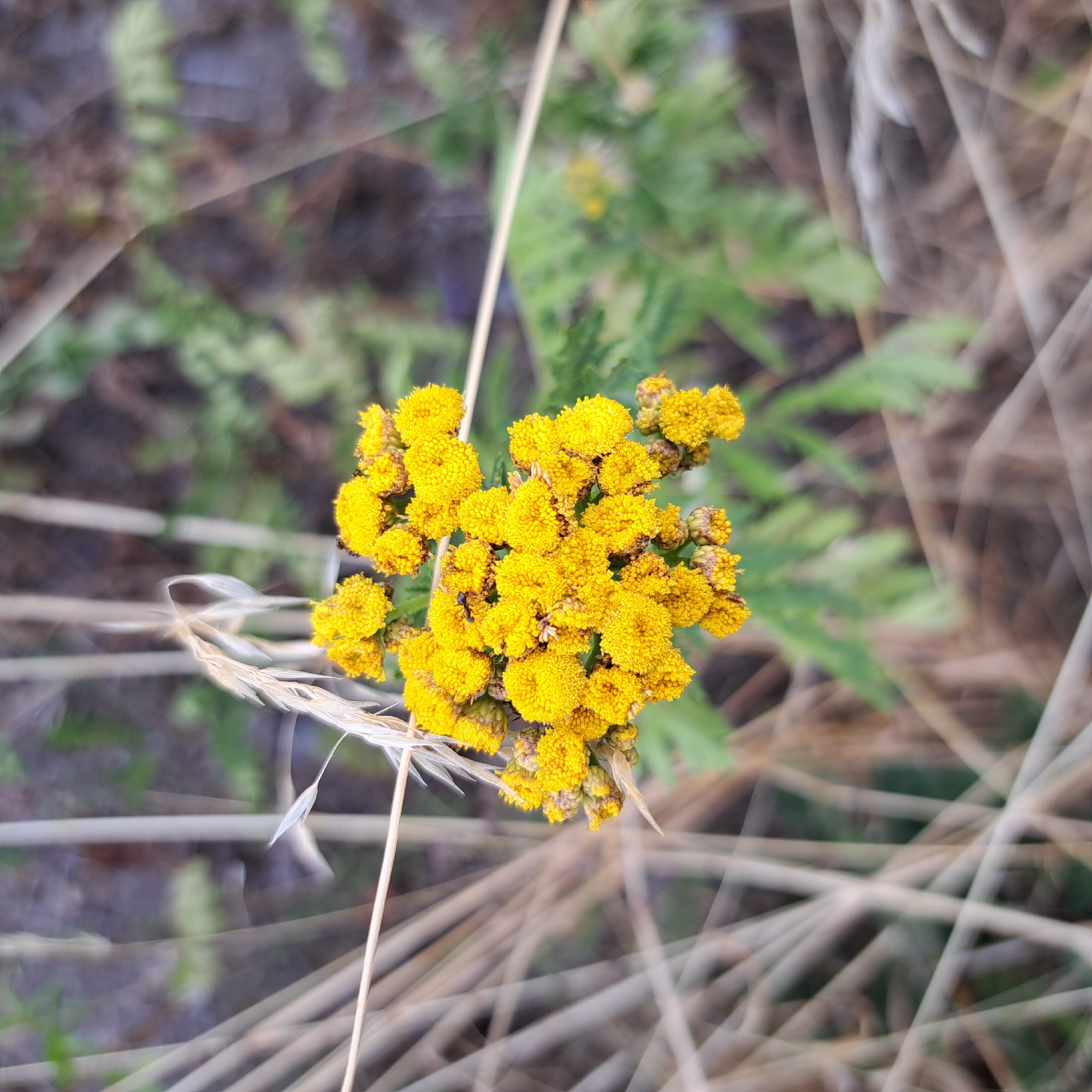 Wildflowers, visiting insects, and strawberry cake on a summer afternoon