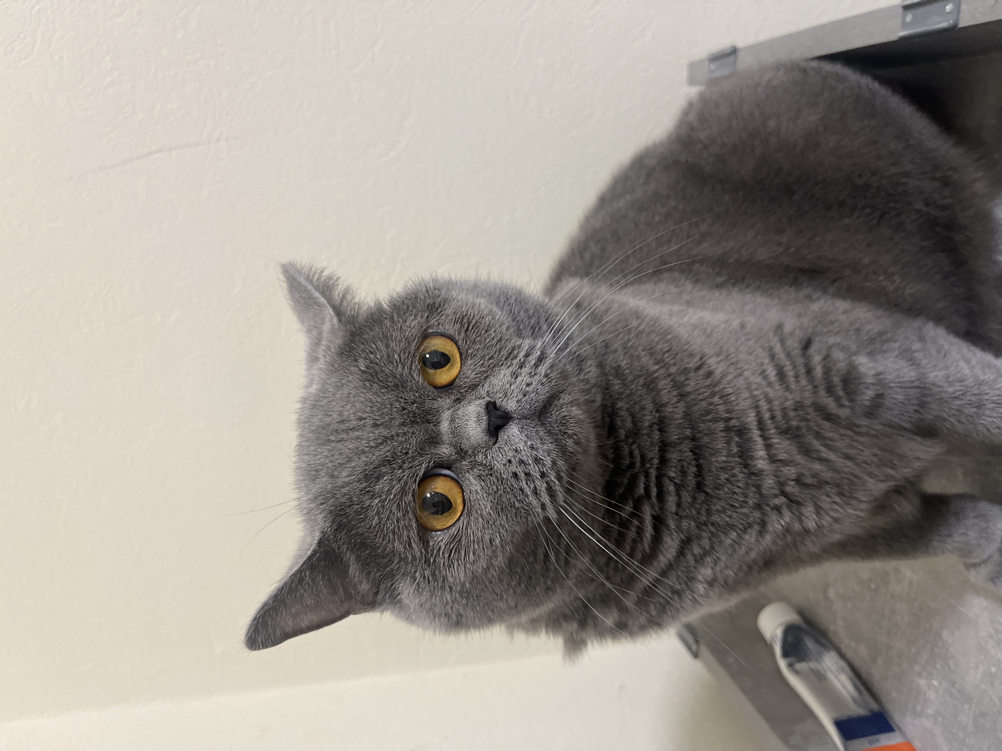 British Shorthair cat evening photoshoot in Saint Petersburg apartment
