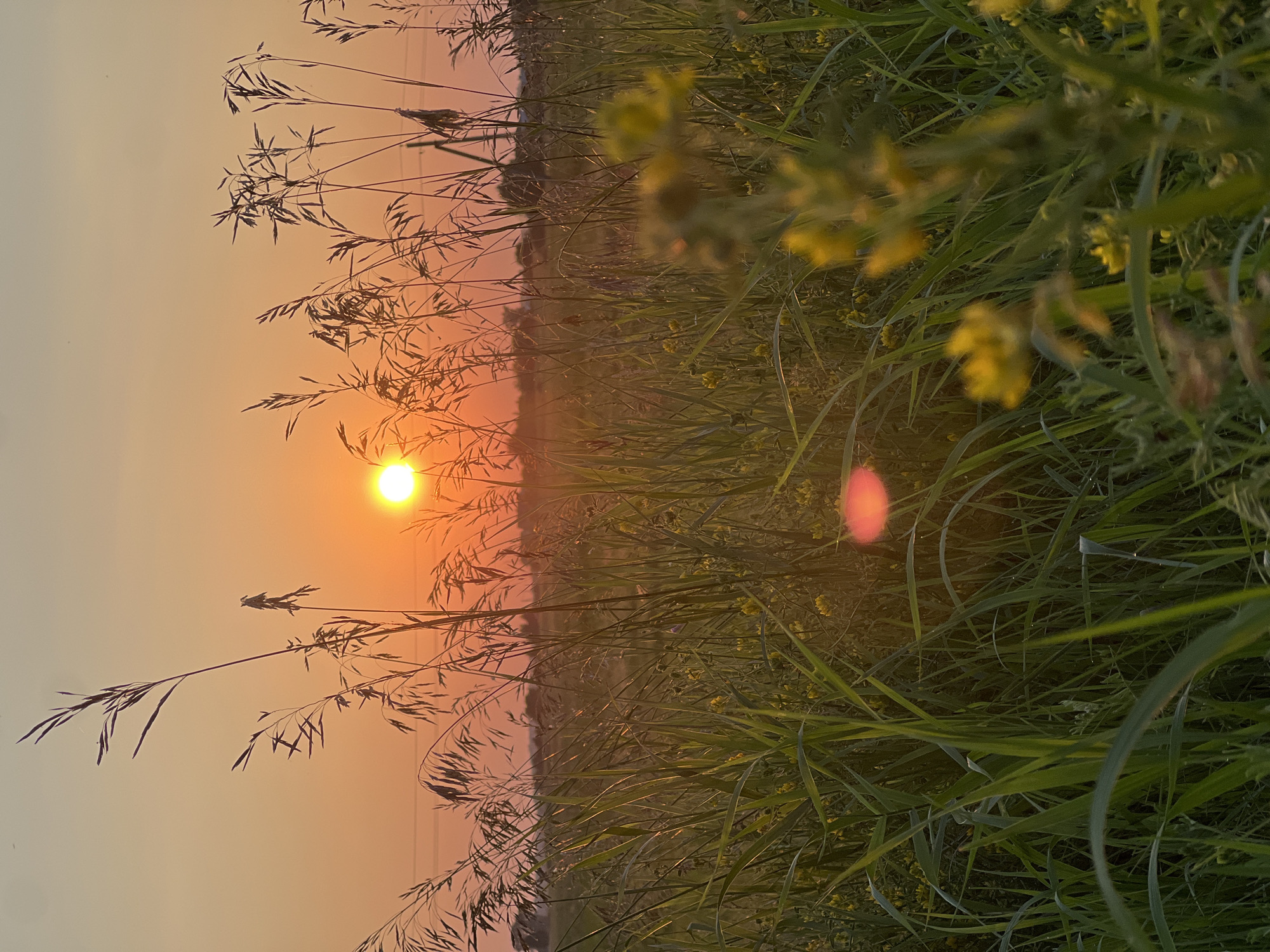 Golden hour in a wildflower field, Pivkino