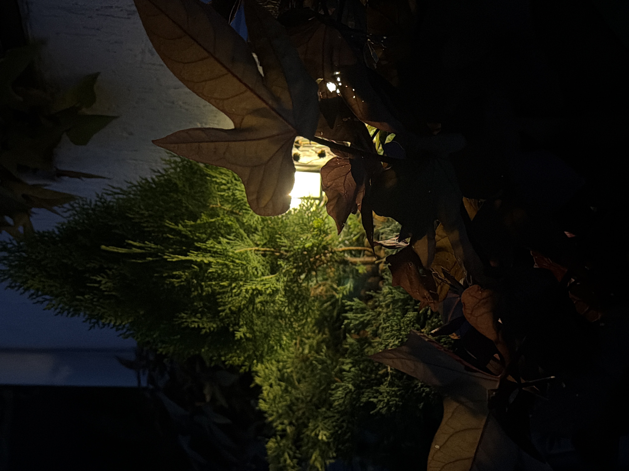 Heart-shaped string lights and garden plants lit up at night