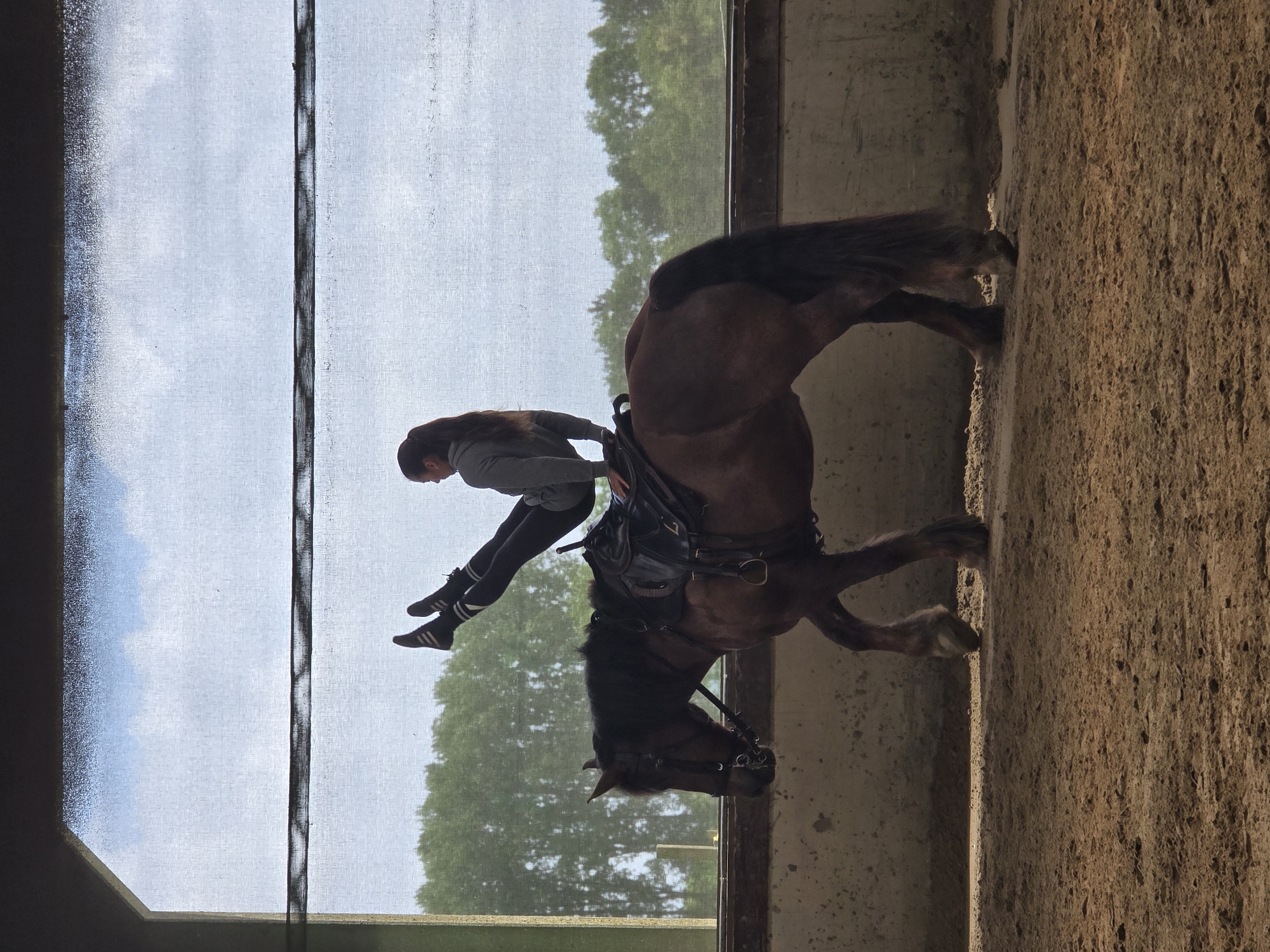 Equestrian performs trick riding in Belgian indoor arena
