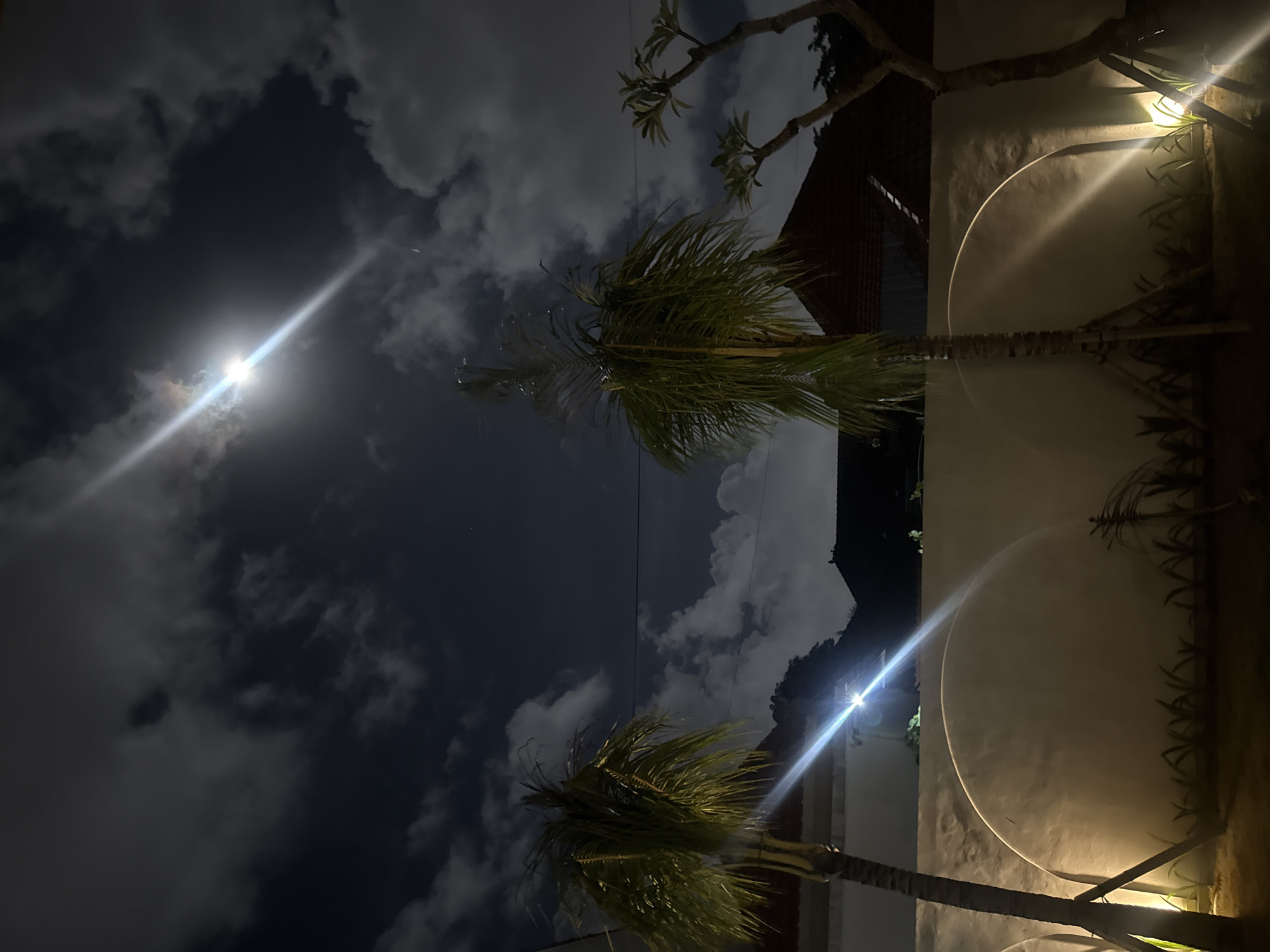Cats feeding at nighttime resort pool area in North Kuta